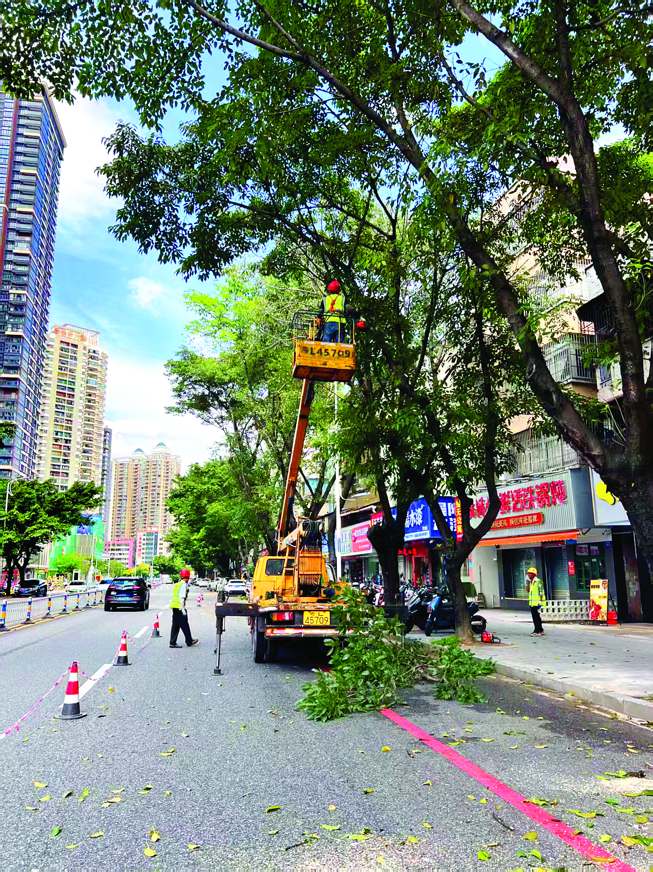     市城管执法局开展园林绿化防灾工作，对行道树等绿化树木进行修剪和加固处理。    惠州日报记者谭琳 摄