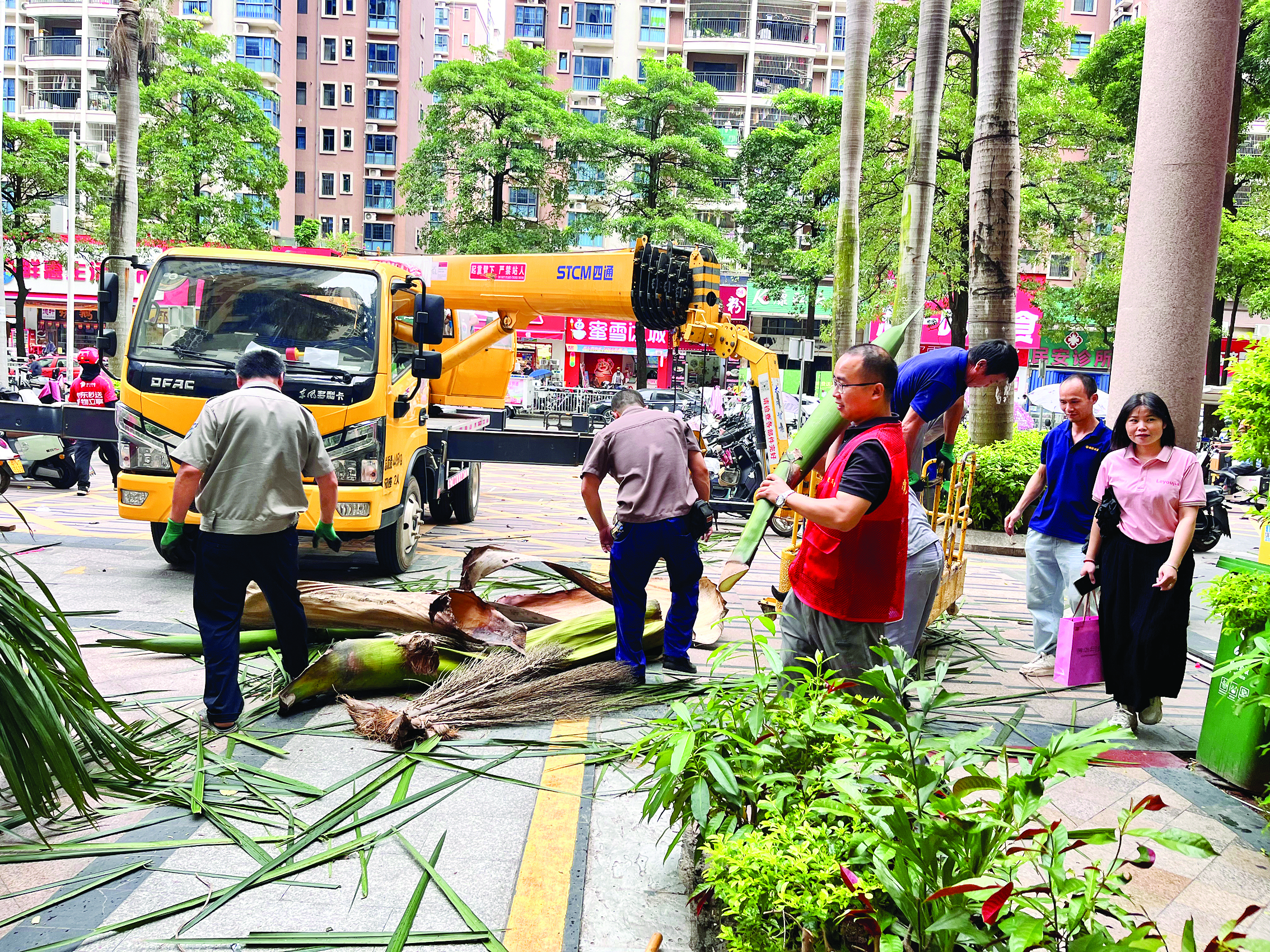     仲恺惠环街道对高大树木进行修剪，做好树木加固防护。    惠州日报记者钟玮 通讯员李凯琪 摄