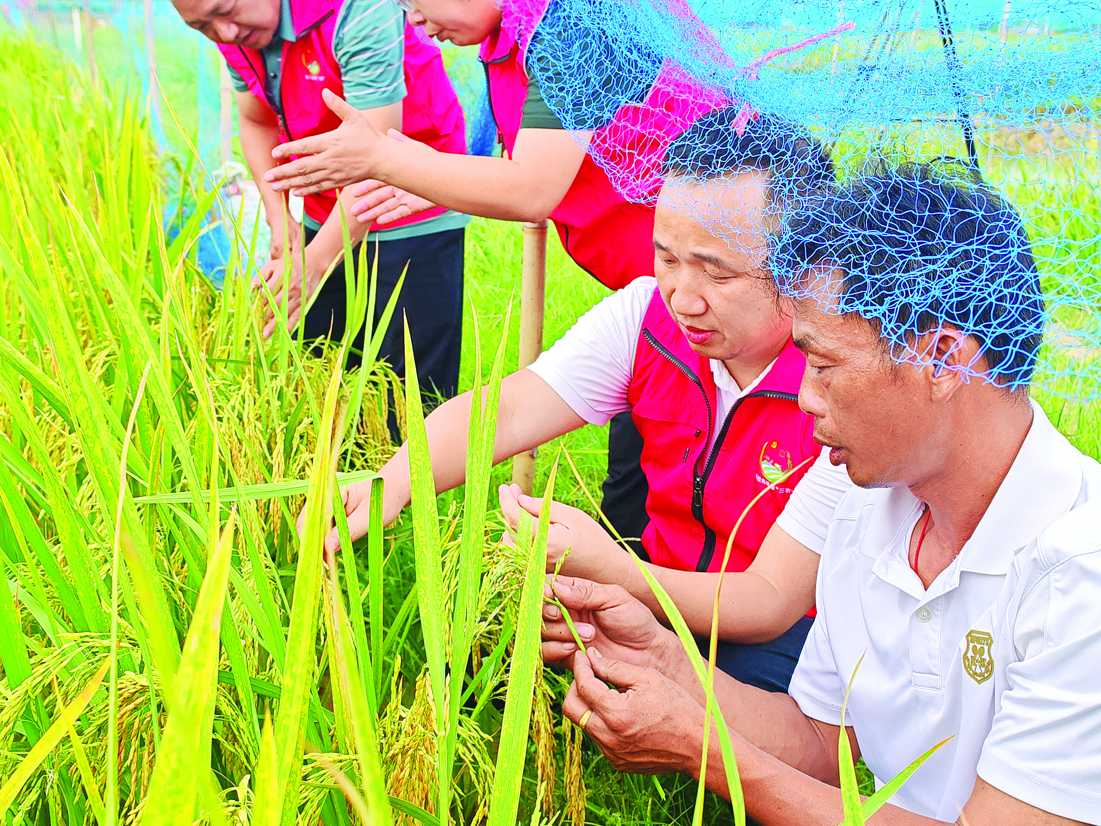     王畅新（右一）在农技部门支持下，扩大旱稻种植面积，示范种植水稻新品种。    惠州日报记者陈春惠 摄