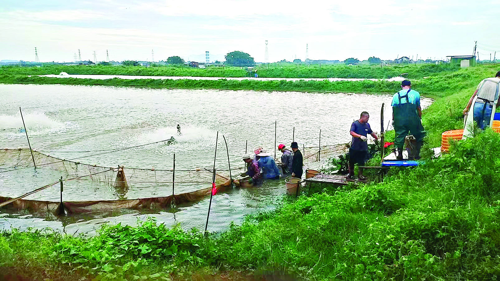     养殖户在网鱼。凤山村提供