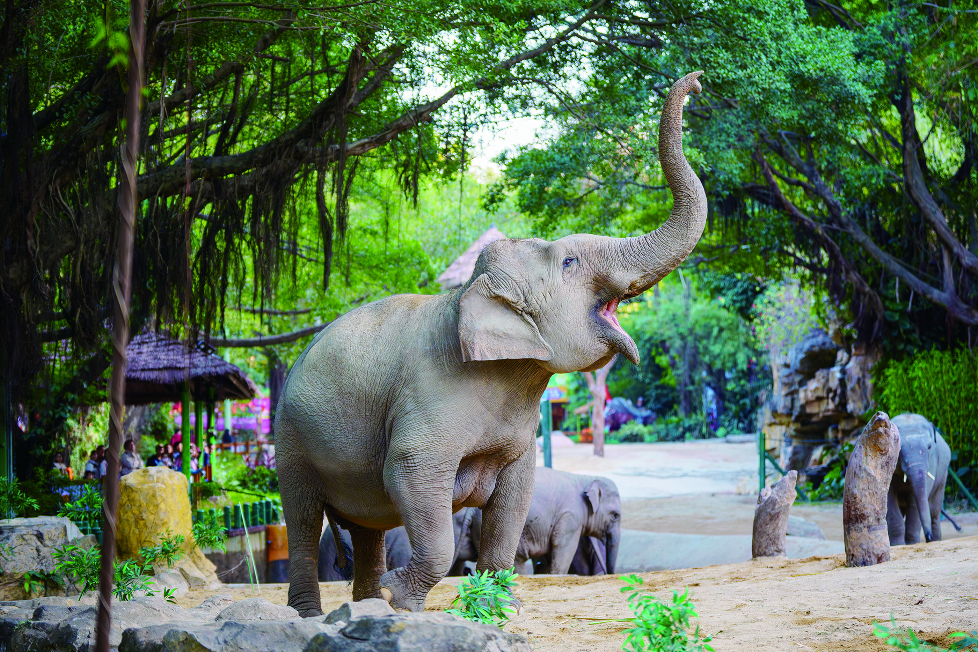     动物园里的大象。