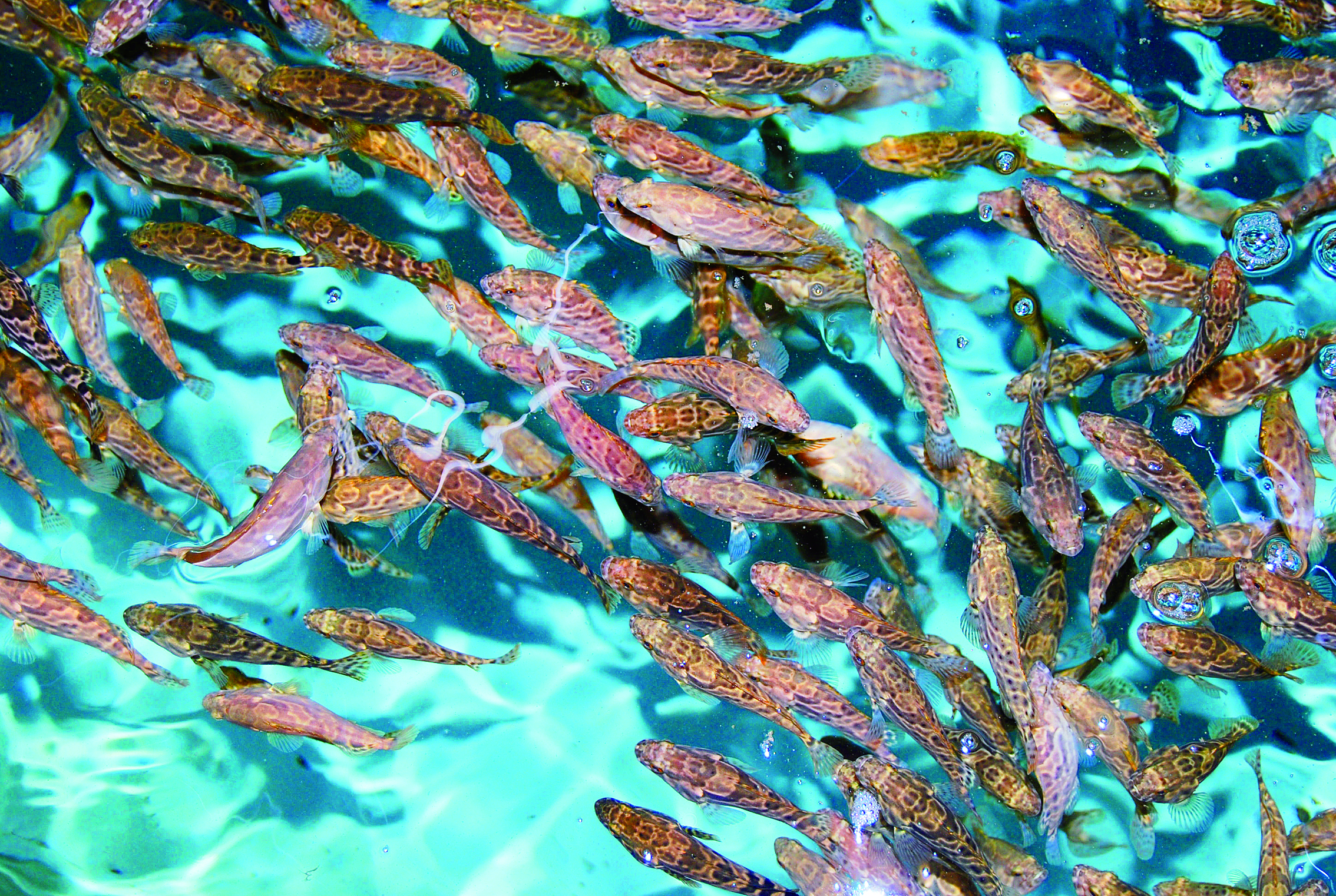     虎龙杂交斑成活率稳定，相较于普通石斑鱼，生长速度更快，抗病力更强。