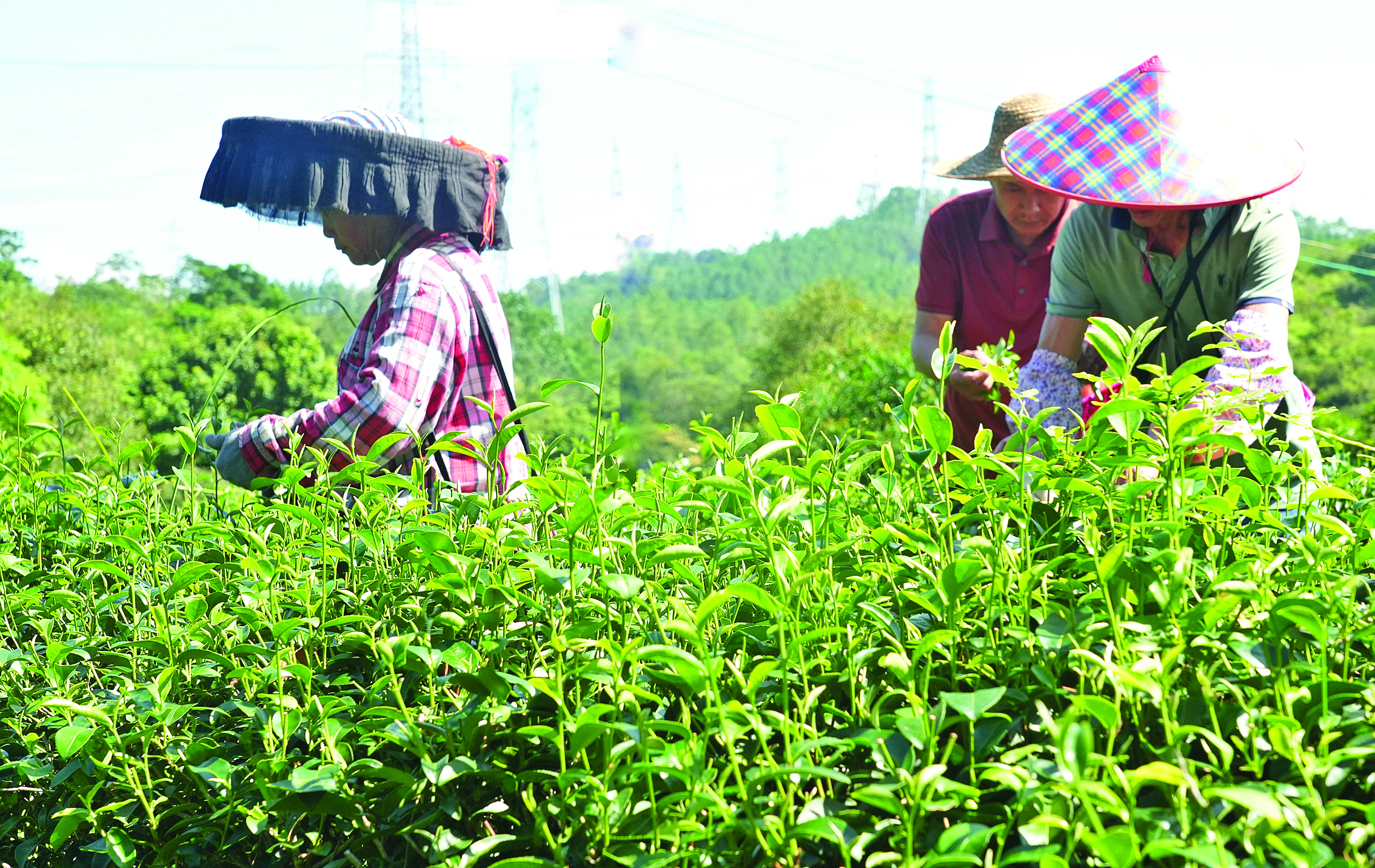    茶农们头戴遮阳帽，在层层叠叠的茶树间穿梭采茶。