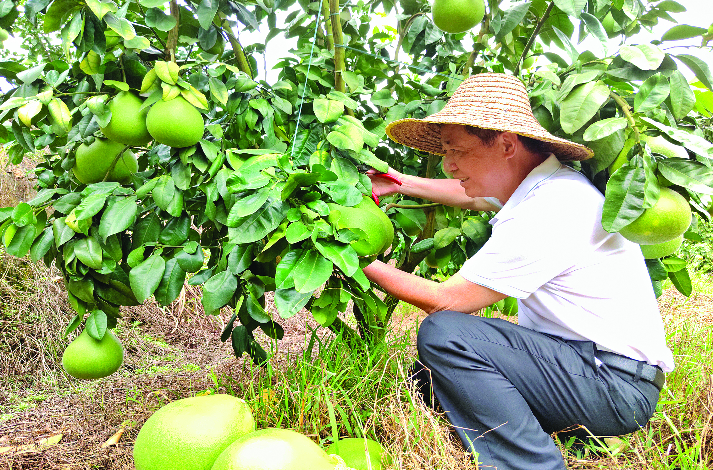     蜜柚沉甸甸地压弯了枝头，果农高兴地采摘柚子。