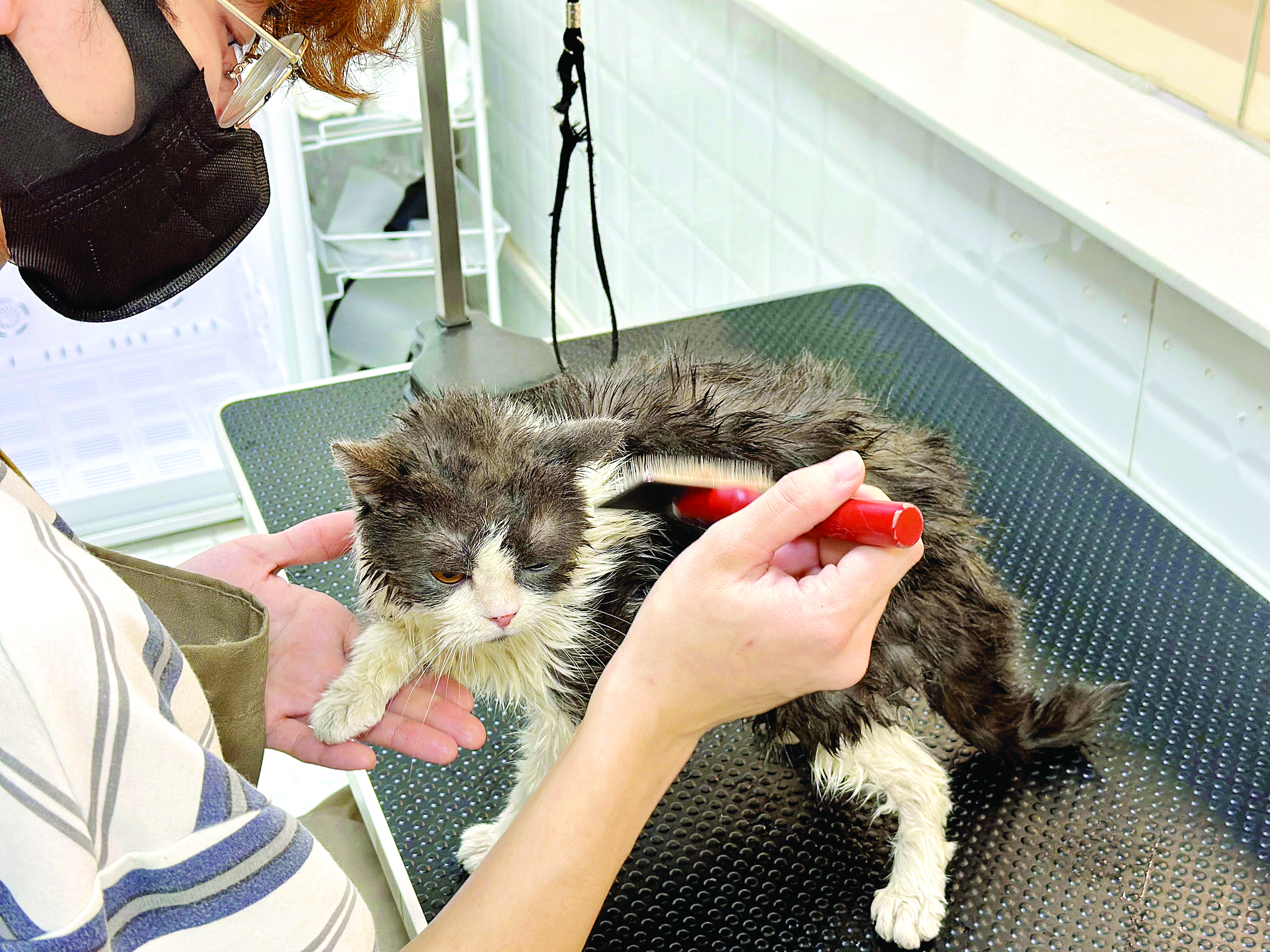     宠物生活馆工作人员在为寄养萌宠做洗护。惠州日报记者游璇钰 摄