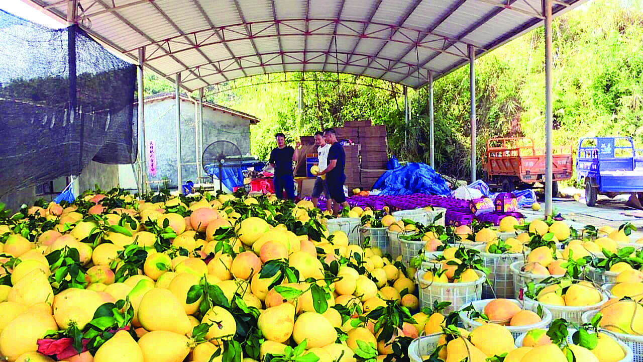     小禾洞村蜜柚丰收。 惠州日报记者蔡伟健 通讯员蔡金容 刘晓林 摄