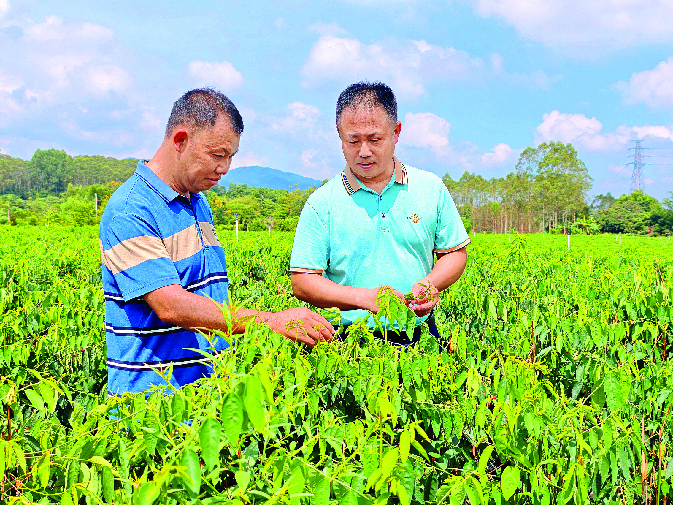     钟建周（右）查看树仔菜。