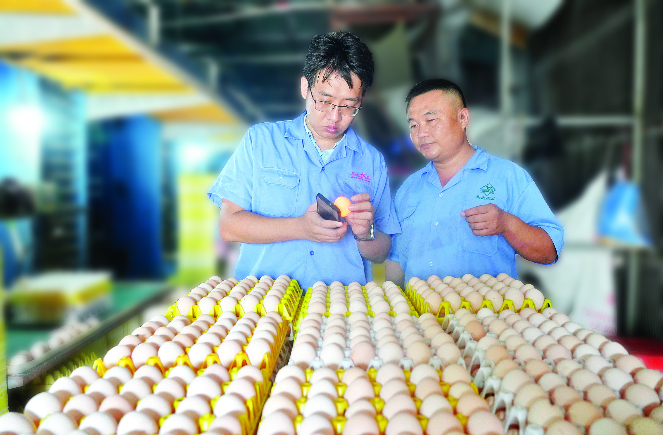     董平天（左）在养殖场查看刚产出的鸡蛋质量。惠州日报记者杨建业 摄