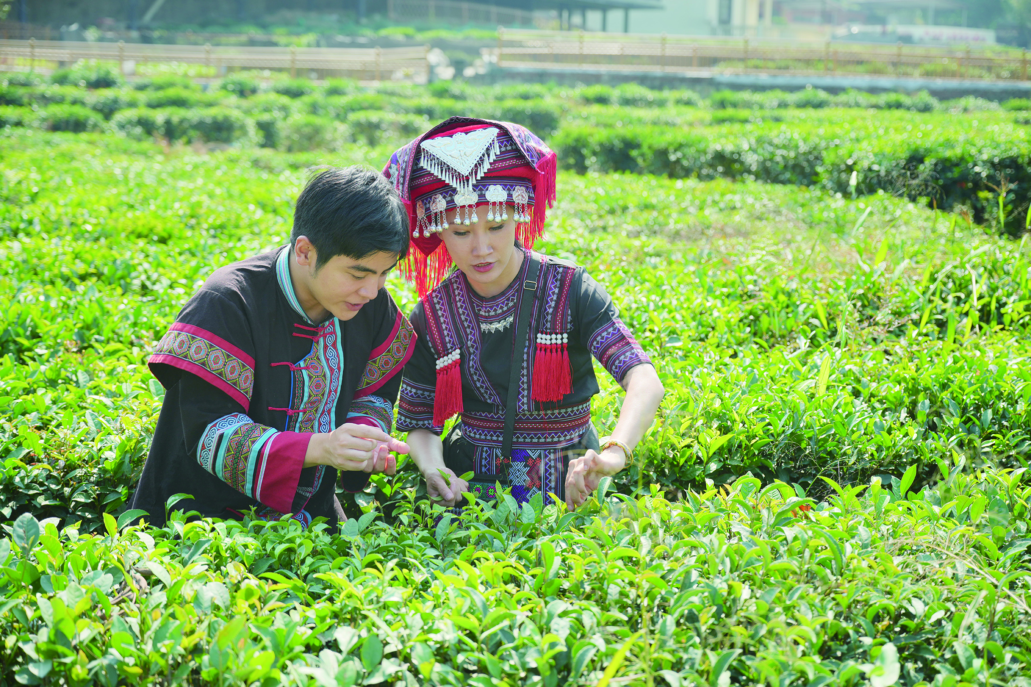     茶园叠翠采茶忙。