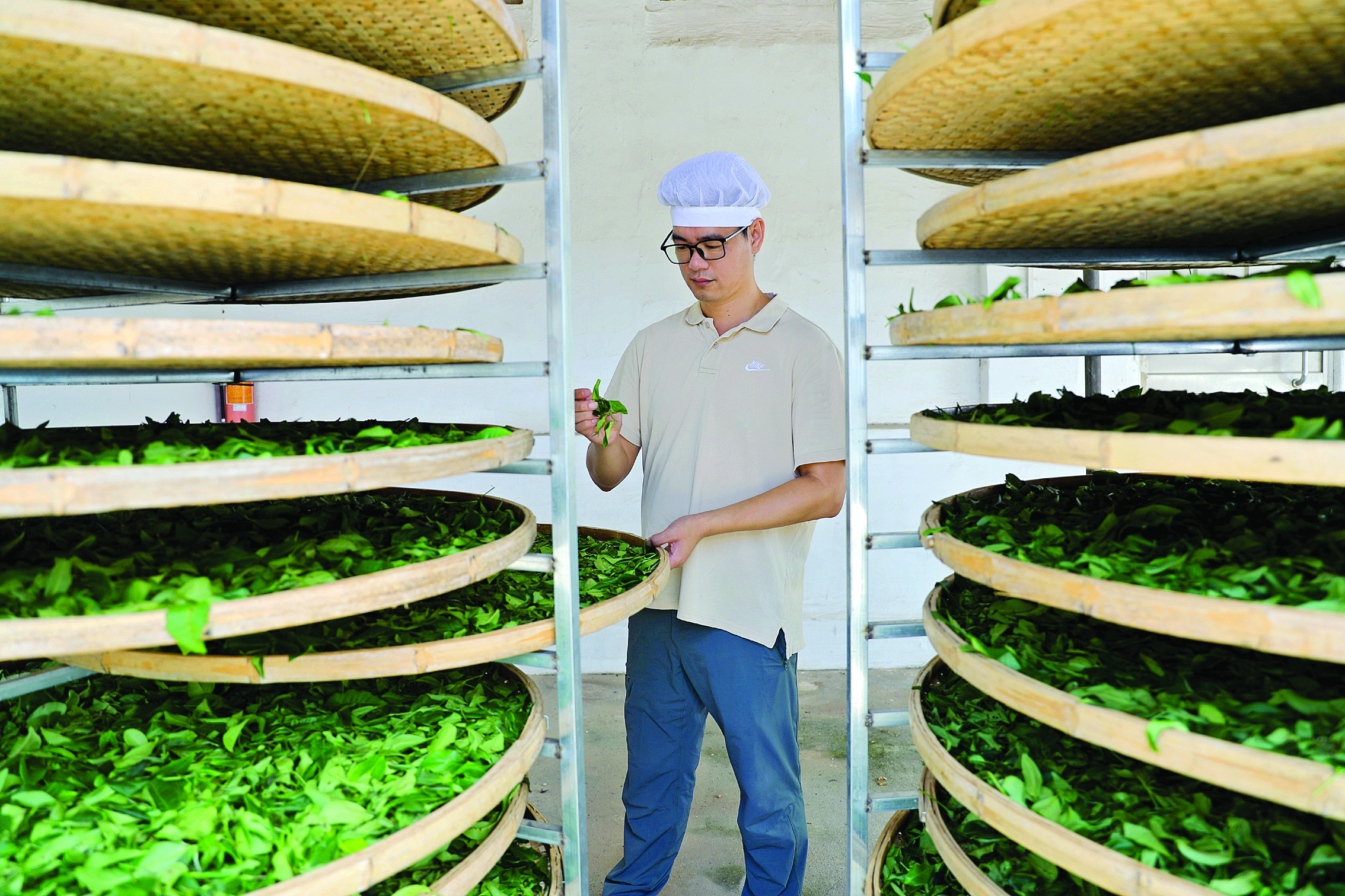     潼侨绿茶从采摘到包装需历经12道繁杂工序。