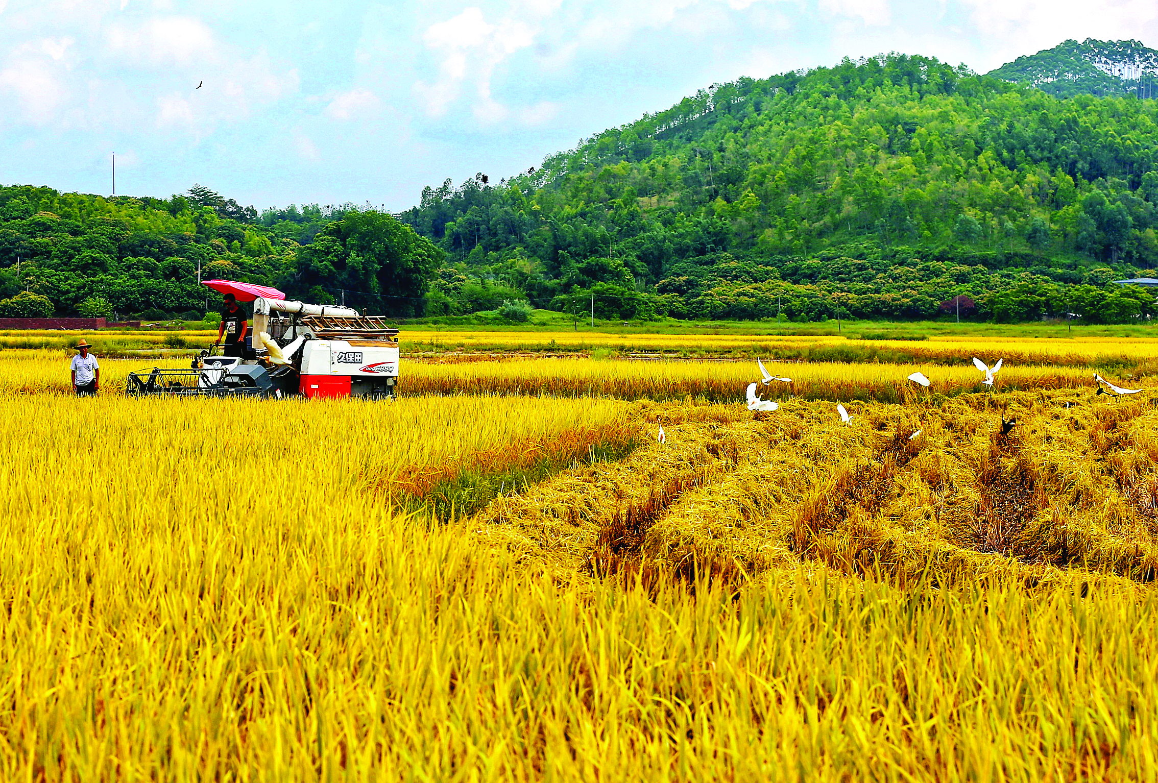     金秋时节，惠州各大粮食生产基地正喜迎丰收。惠州日报记者朱金赞 摄