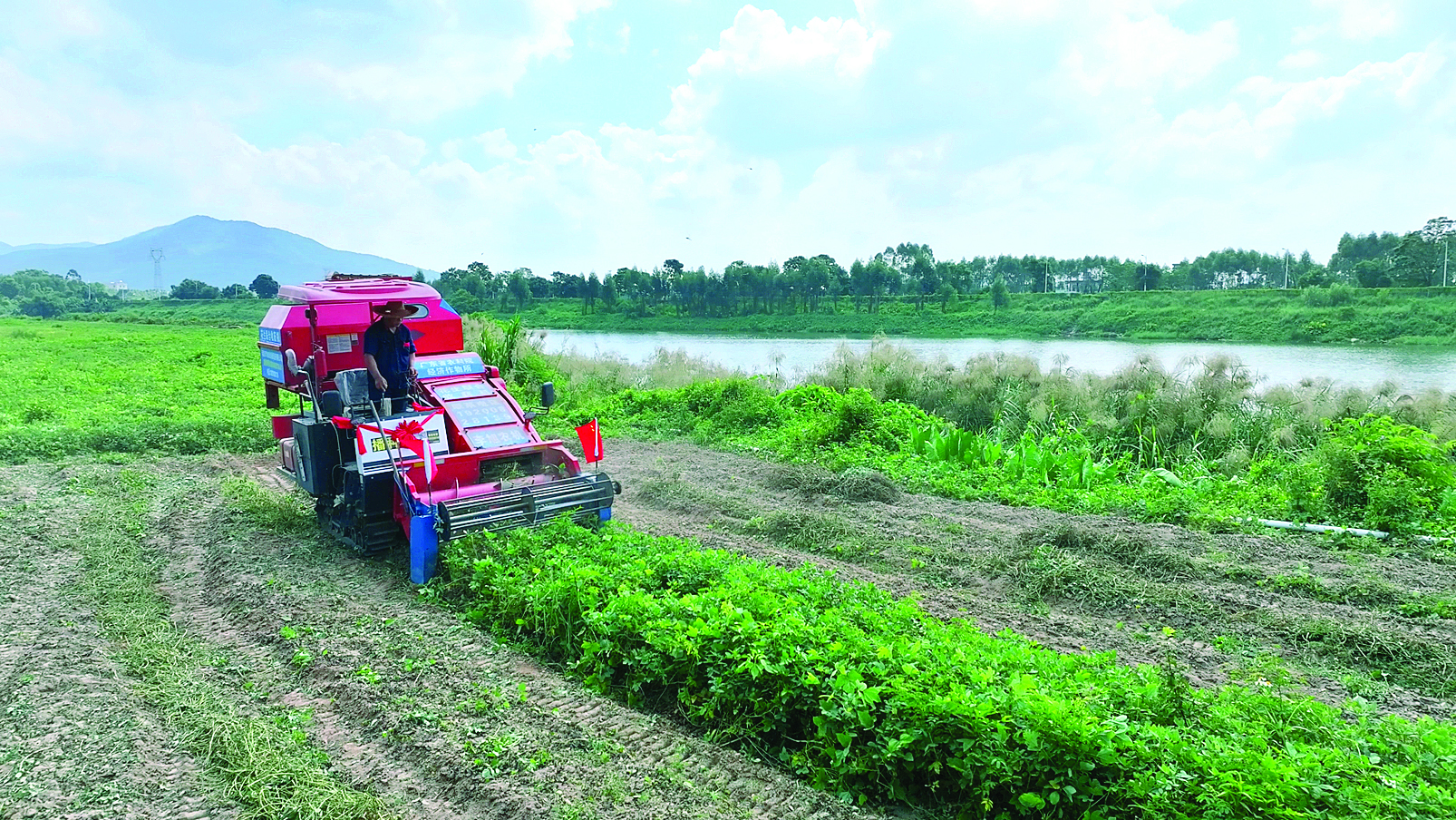     花生联合收获机在收获花生。惠州日报记者卢泓宇 摄