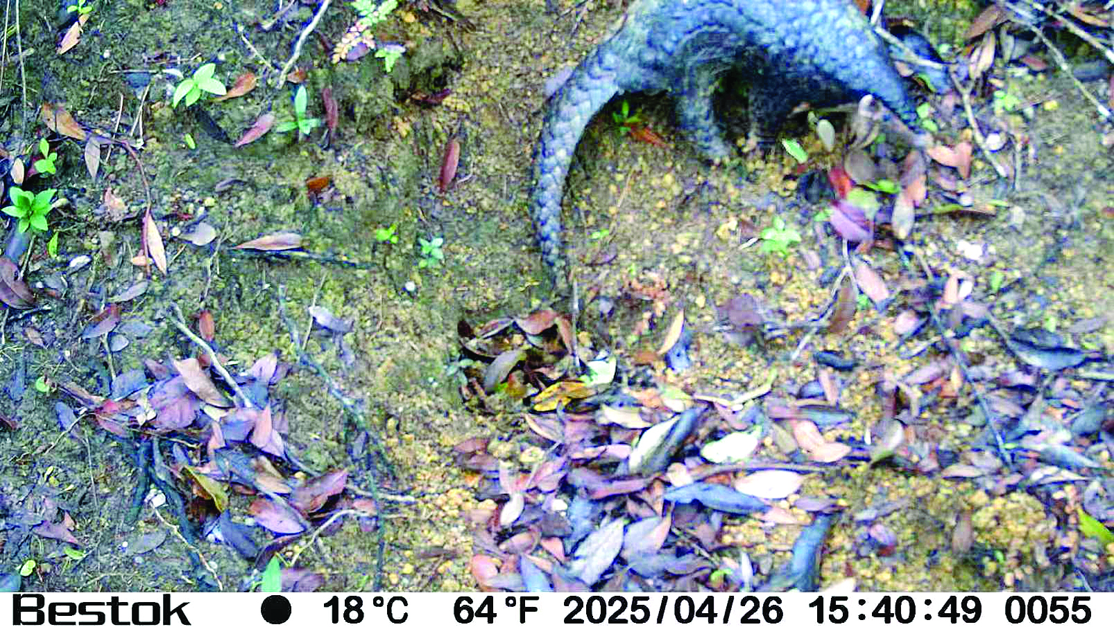     野外红外相机拍摄到的中华穿山甲活动画面。