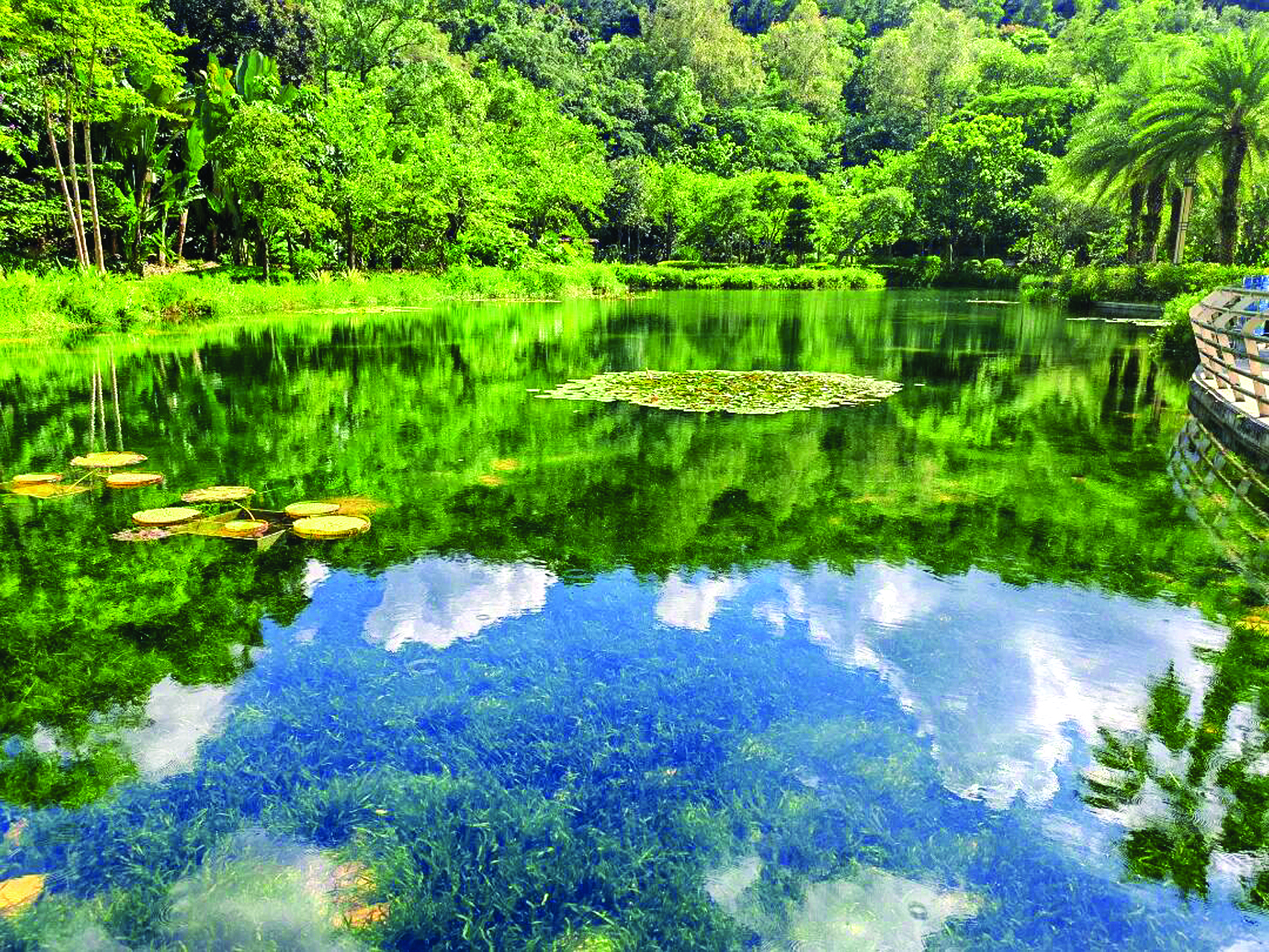     惠州植物园珍珠湖。图片由惠州植物园提供