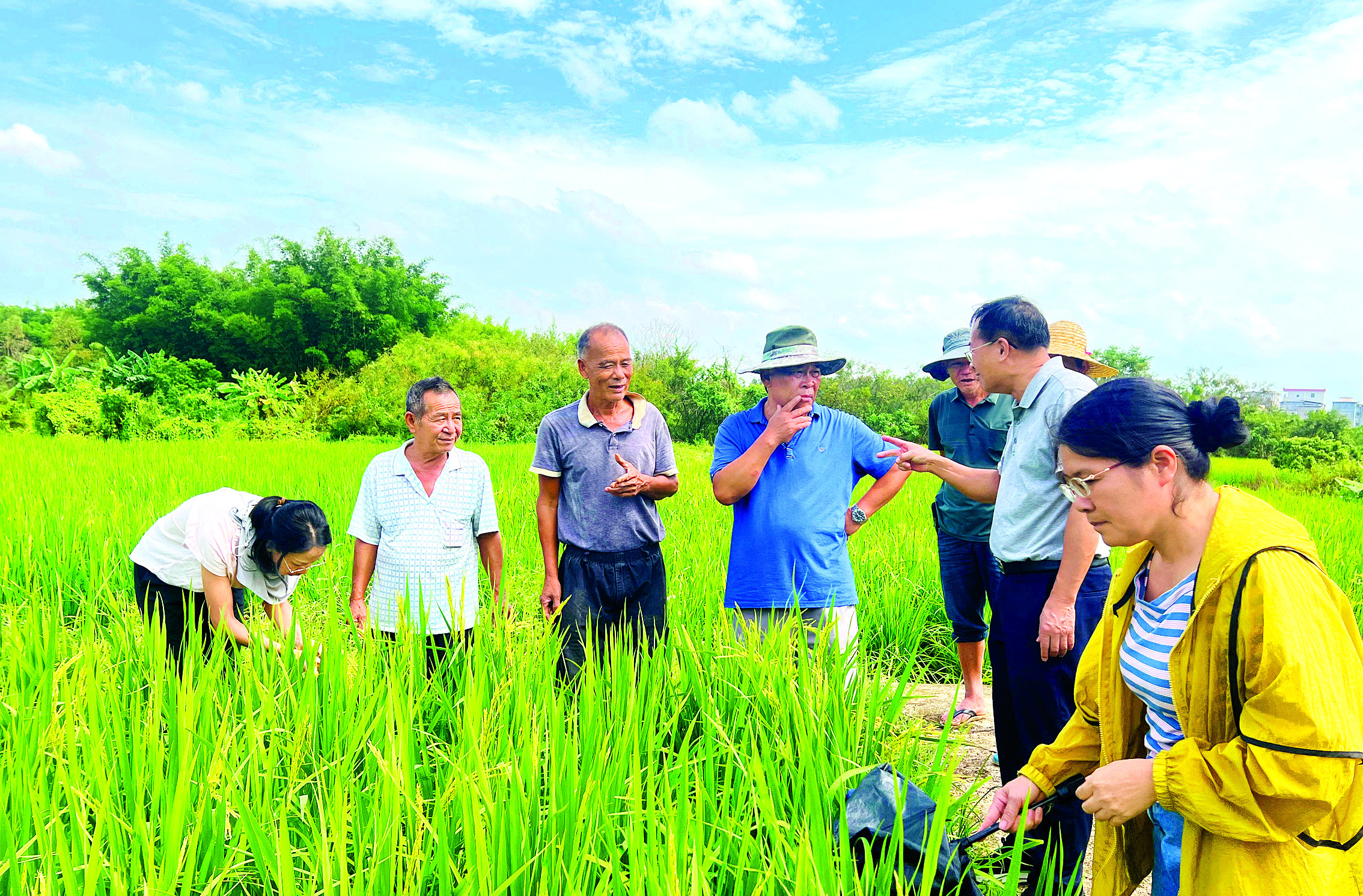     农技人员在田间手把手教农户防治病虫害。惠州日报记者许文昌 通讯员文学群 摄