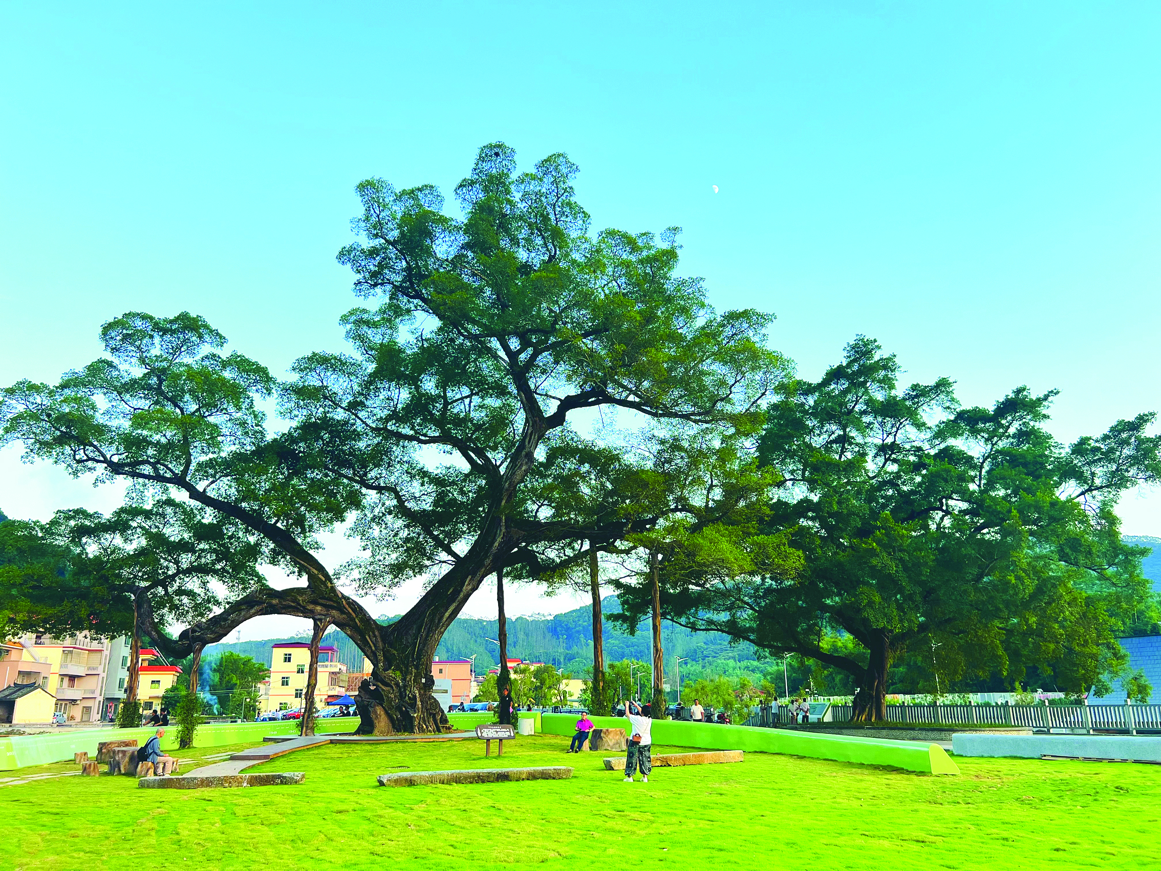     古榕文学村的大榕树。