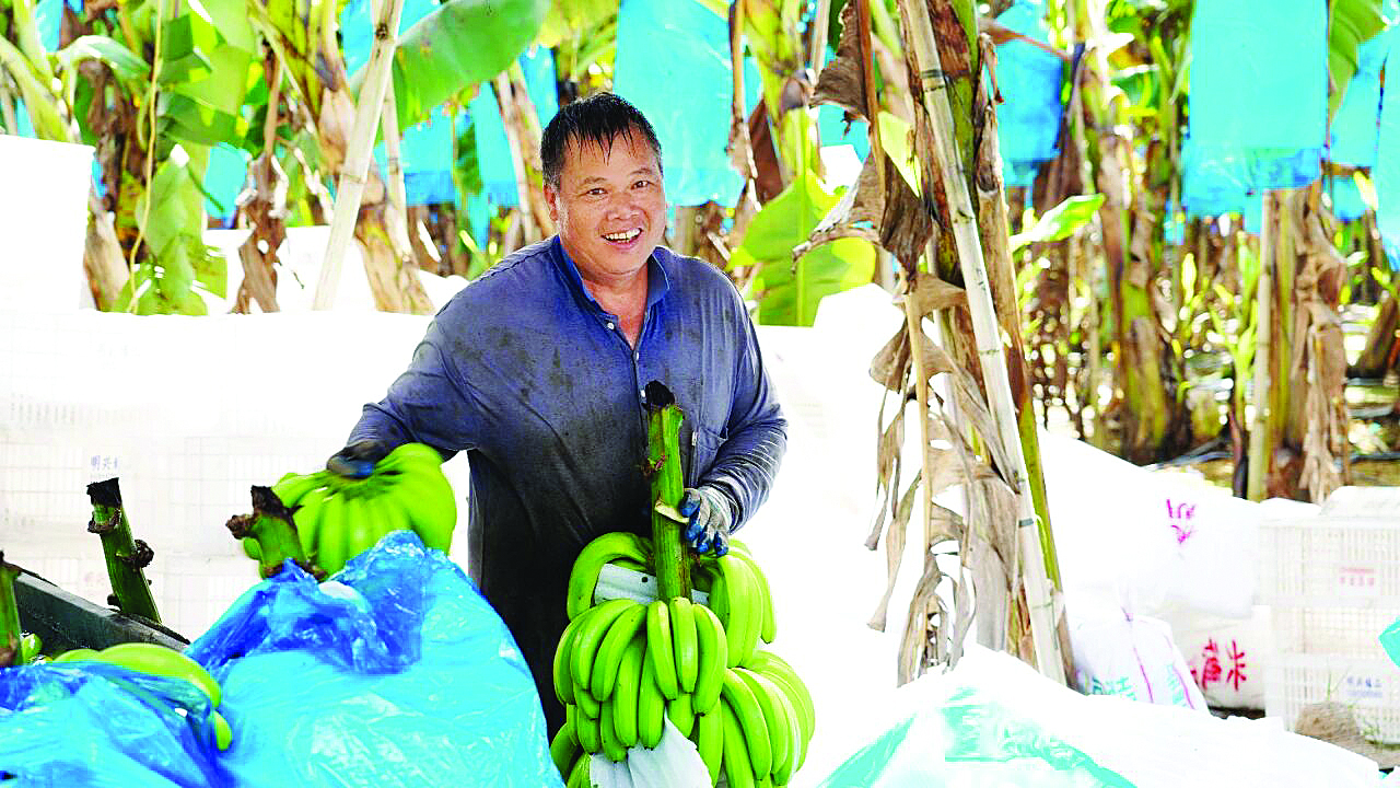     工人们将采摘下来的香蕉分拣。    惠州日报记者黄宇翔 通讯员龙融心 摄