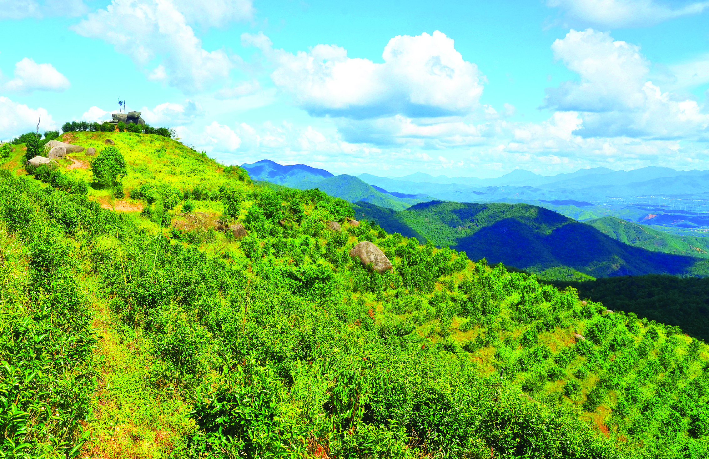     惠东九龙峰旅游区上围村千余亩毛叶茶种植与维护基地。惠州日报记者朱金赞 摄