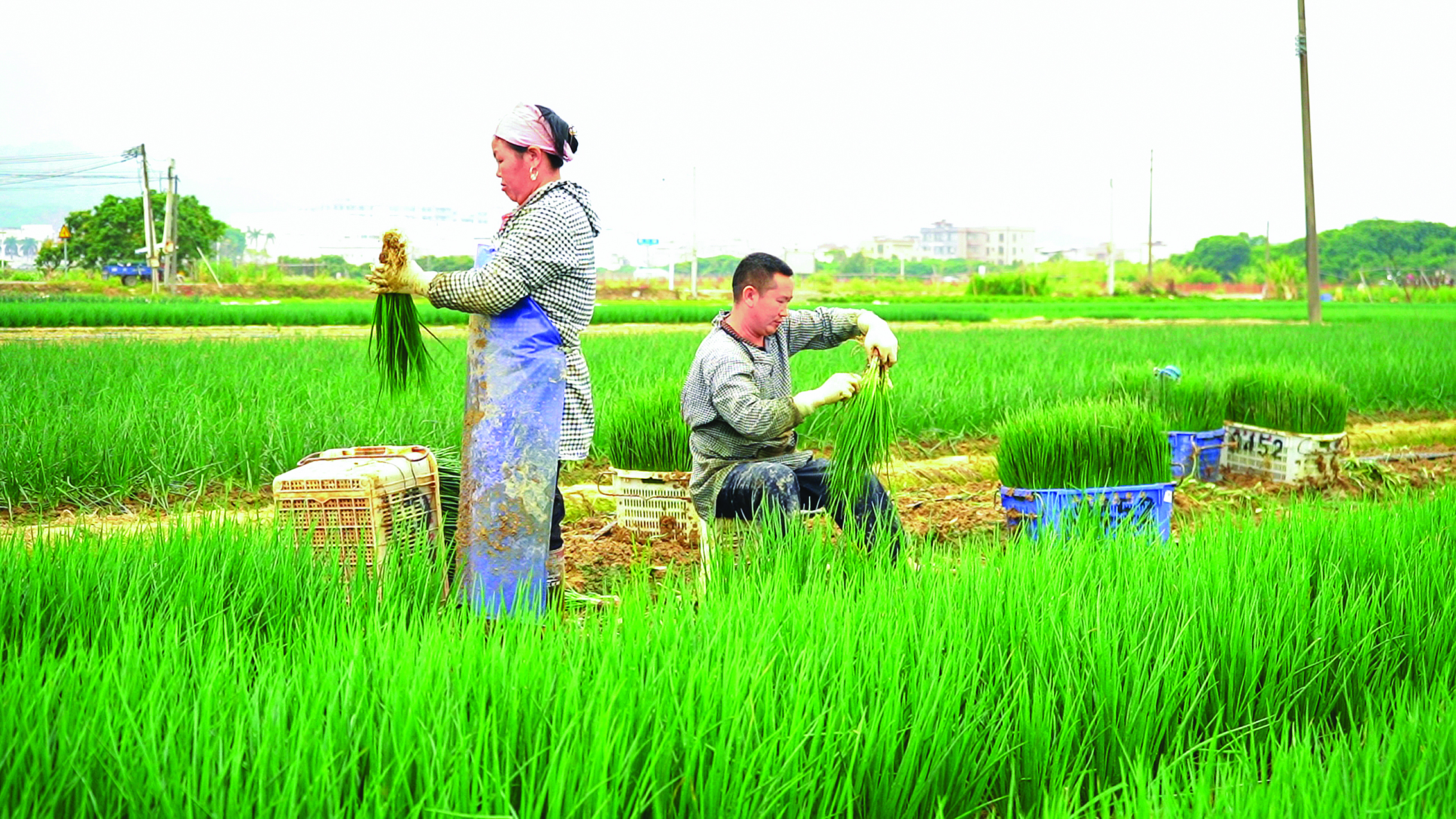     沥林红头葱以品质取胜走向港澳地区及新加坡市场。