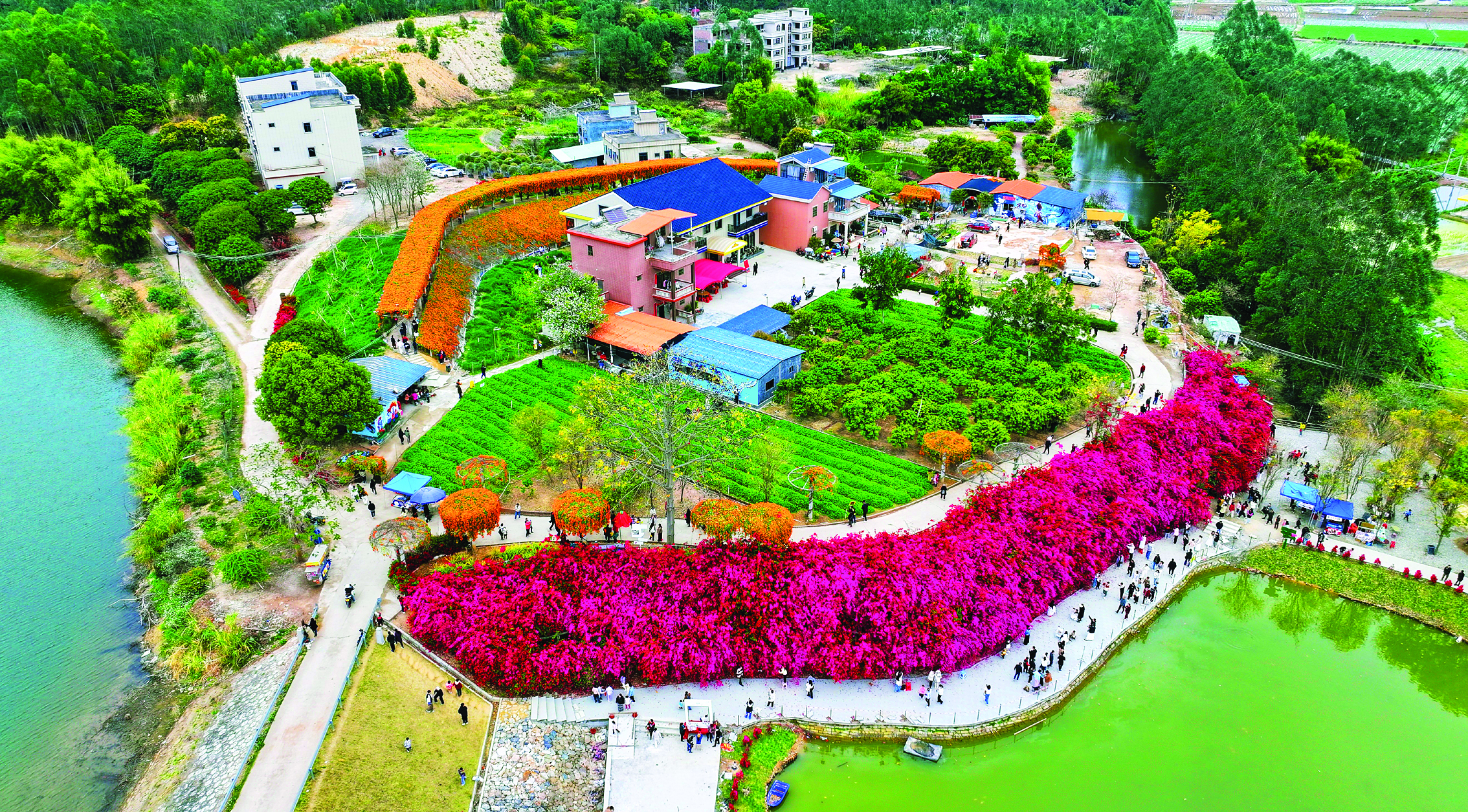     潼湖镇黄屋村三角梅瀑布如霞似锦，这里已成为网红打卡地。