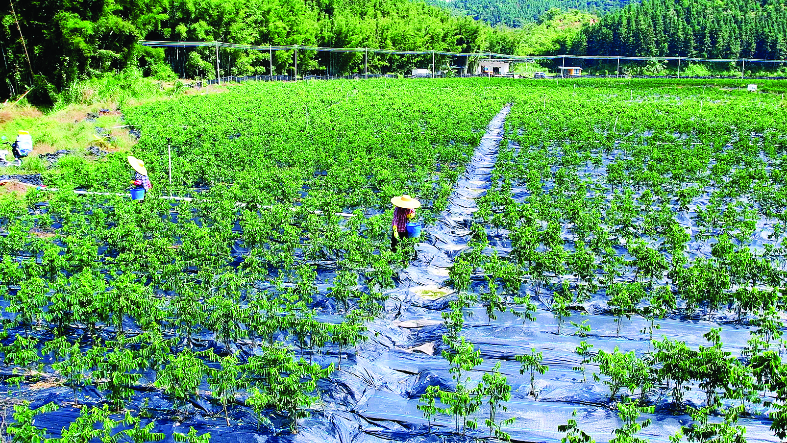     在蓝田红蔬菜种植基地，天绿香菜苗整齐排列、翠绿欲滴。惠州日报记者黄宇翔 通讯员龙融心 摄