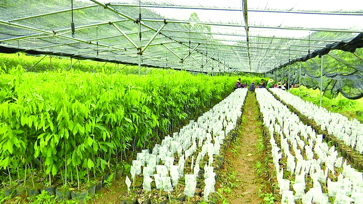     惠东绿棋楠沉香种植企业种苗育场。