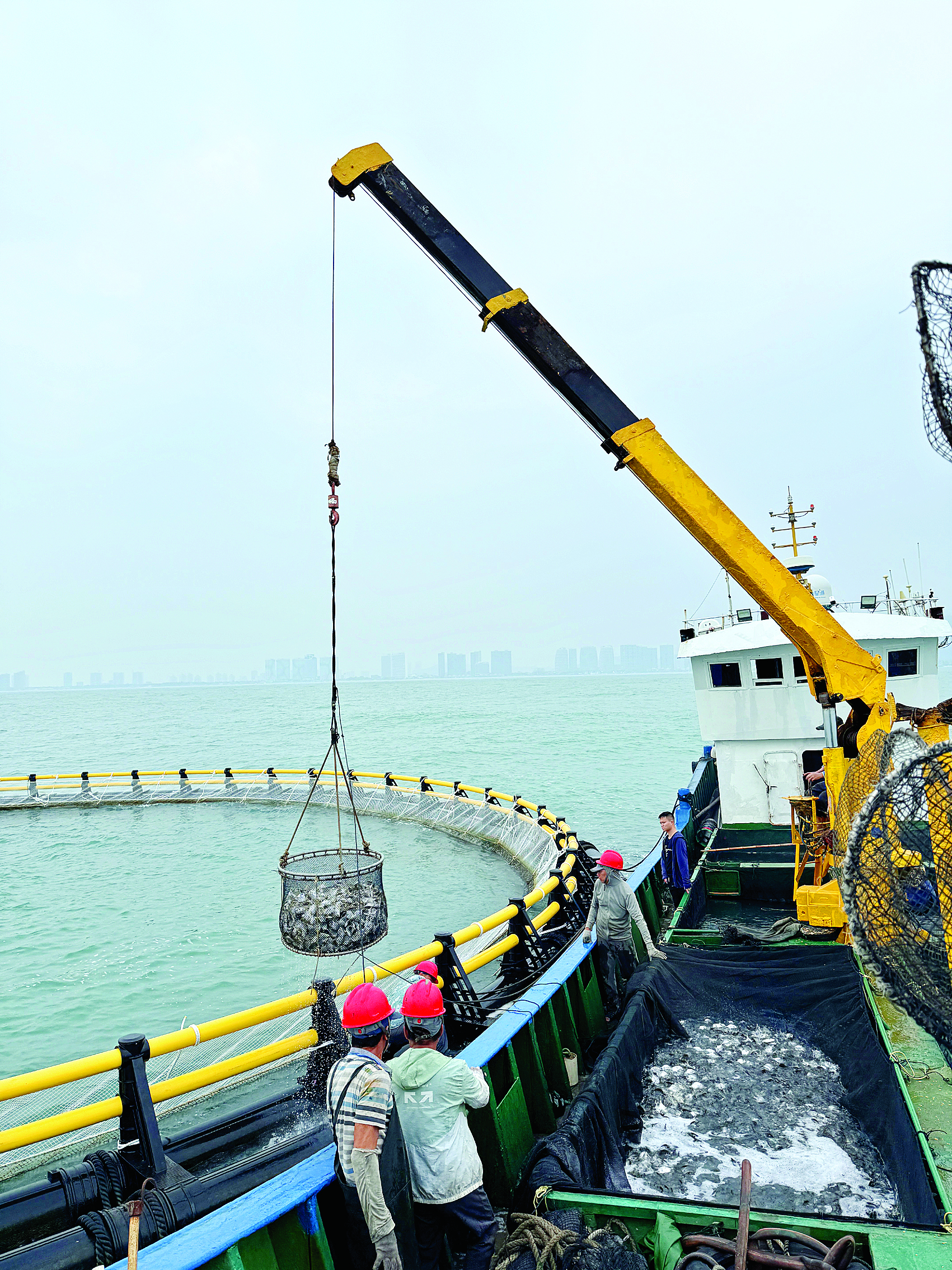     金鲳鱼苗被投放入深海网箱。    图片由市农投集团提供