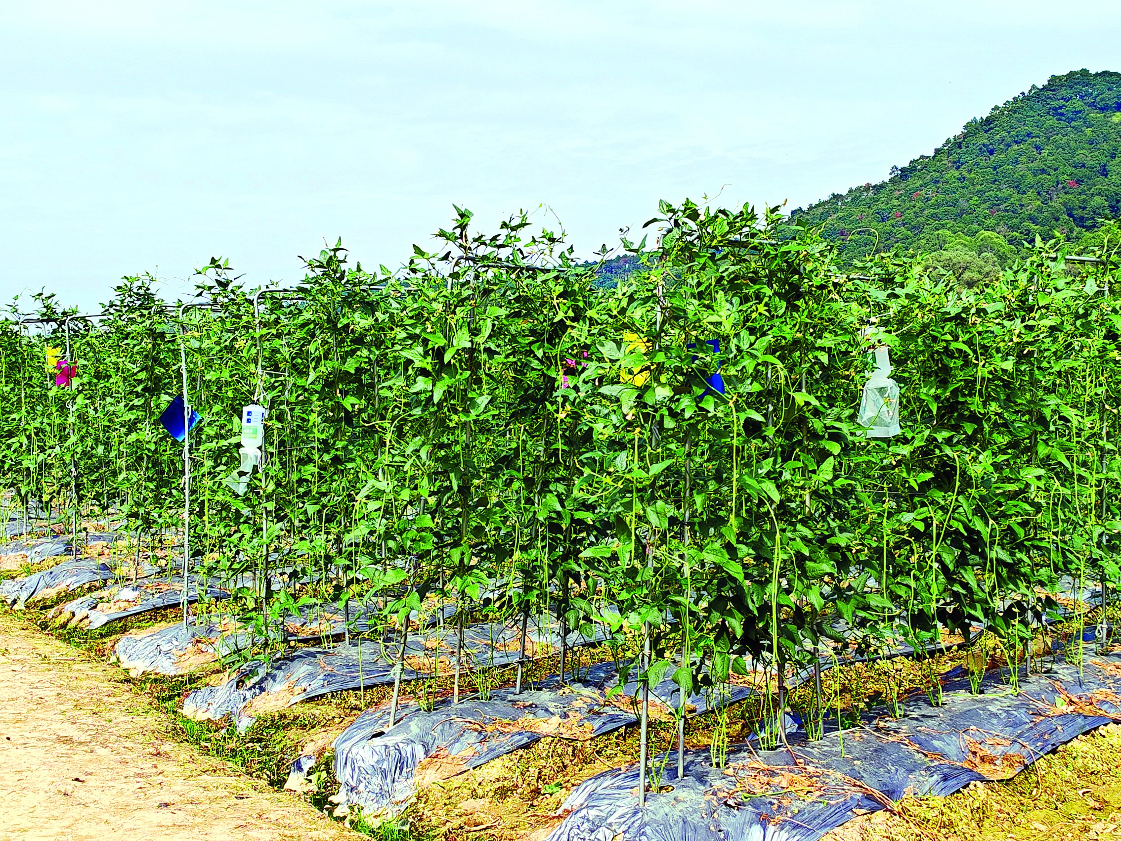     种植区内一排排直立栽培的豇豆长势喜人。