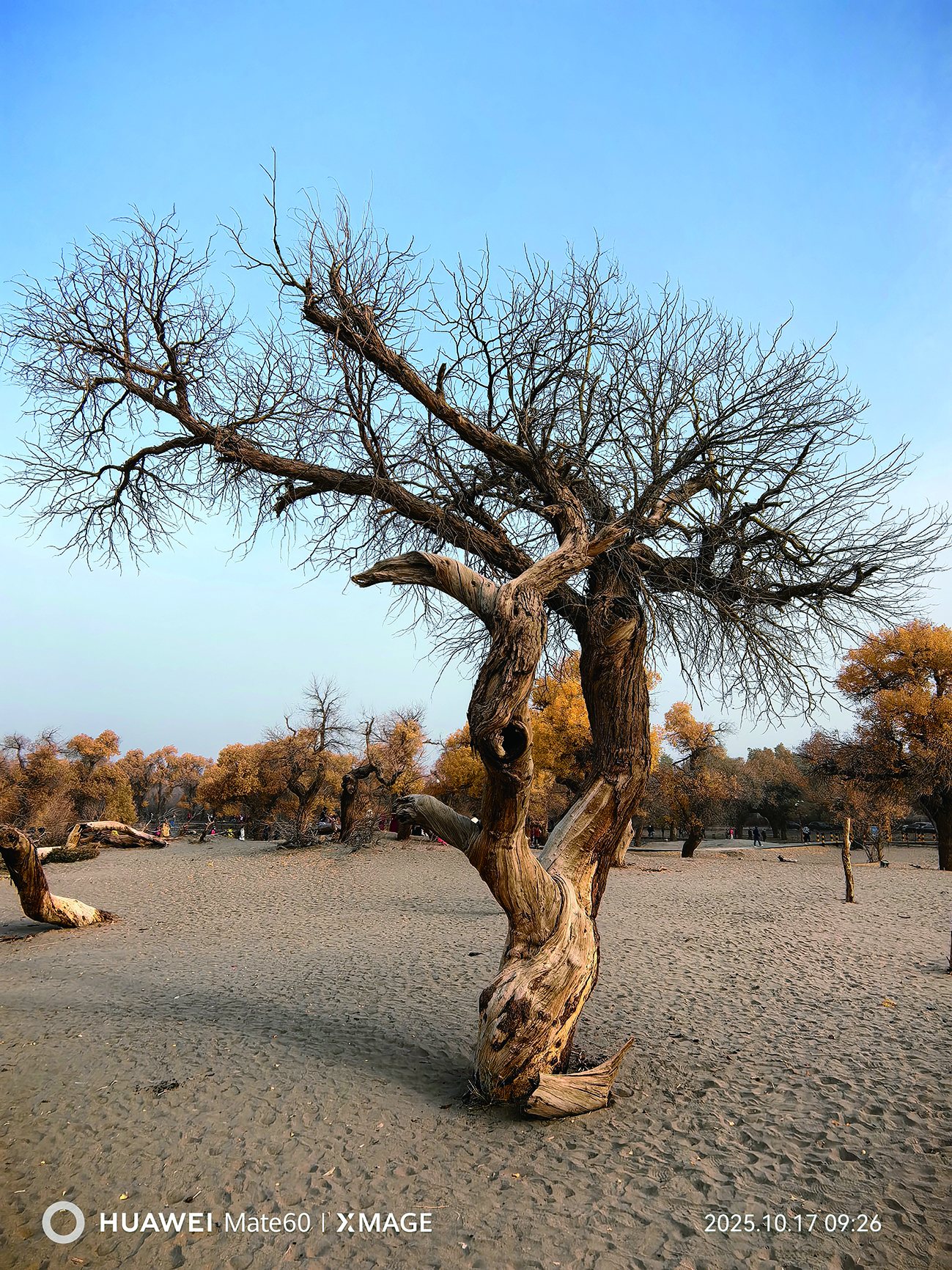     额济纳景区的胡杨树。