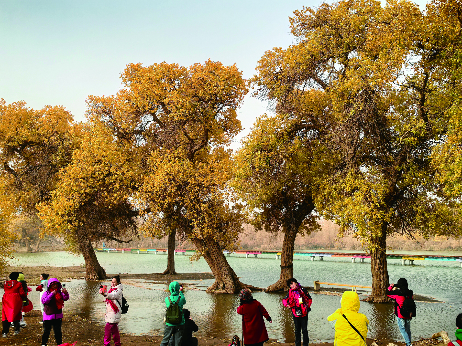     额济纳枝繁叶茂的水中胡杨林。