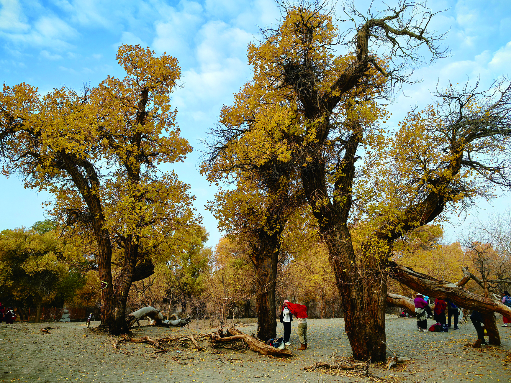     大漠中胡杨树的“英雄本色”。