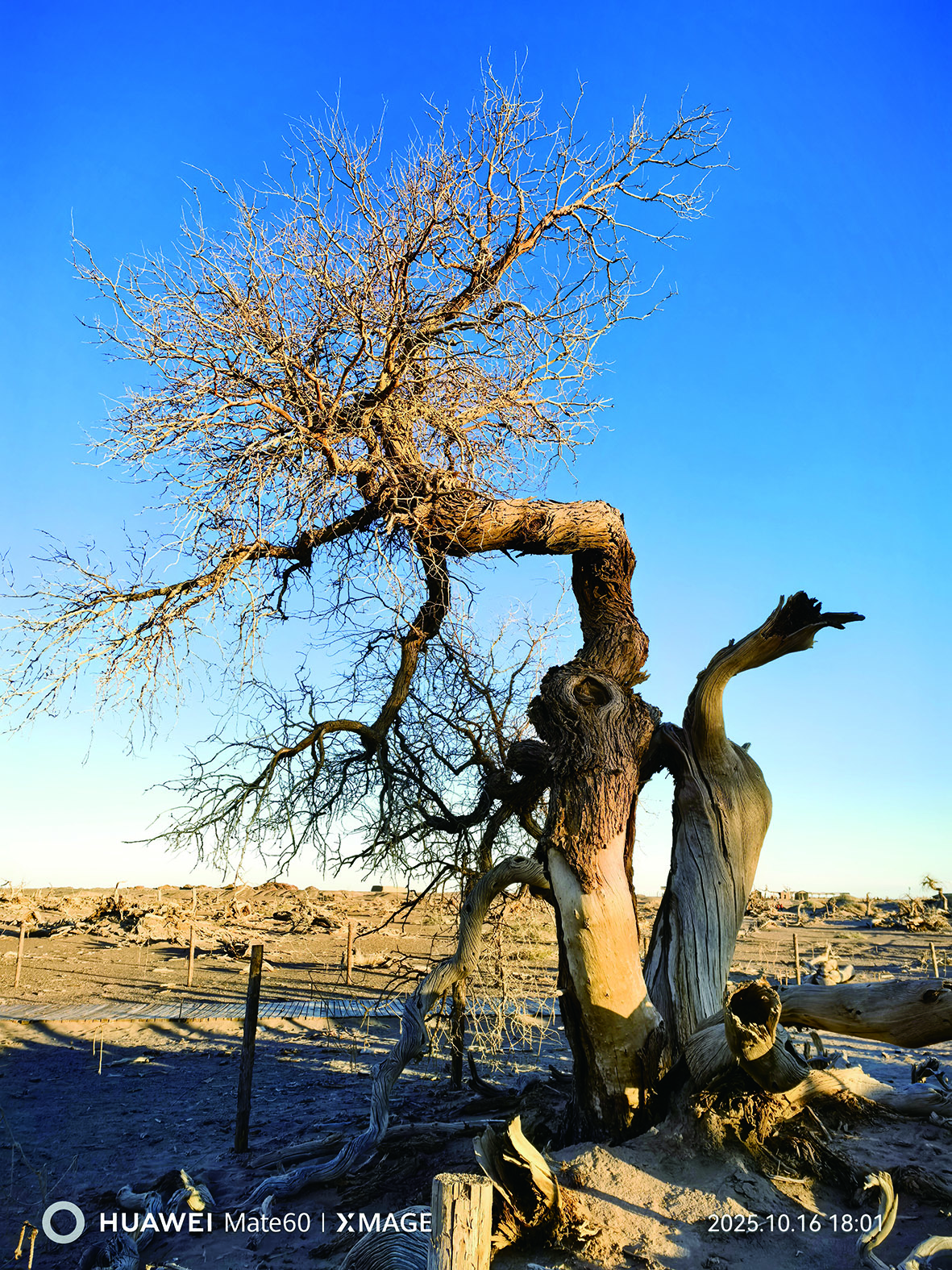     额济纳里的“孔雀开屏”。