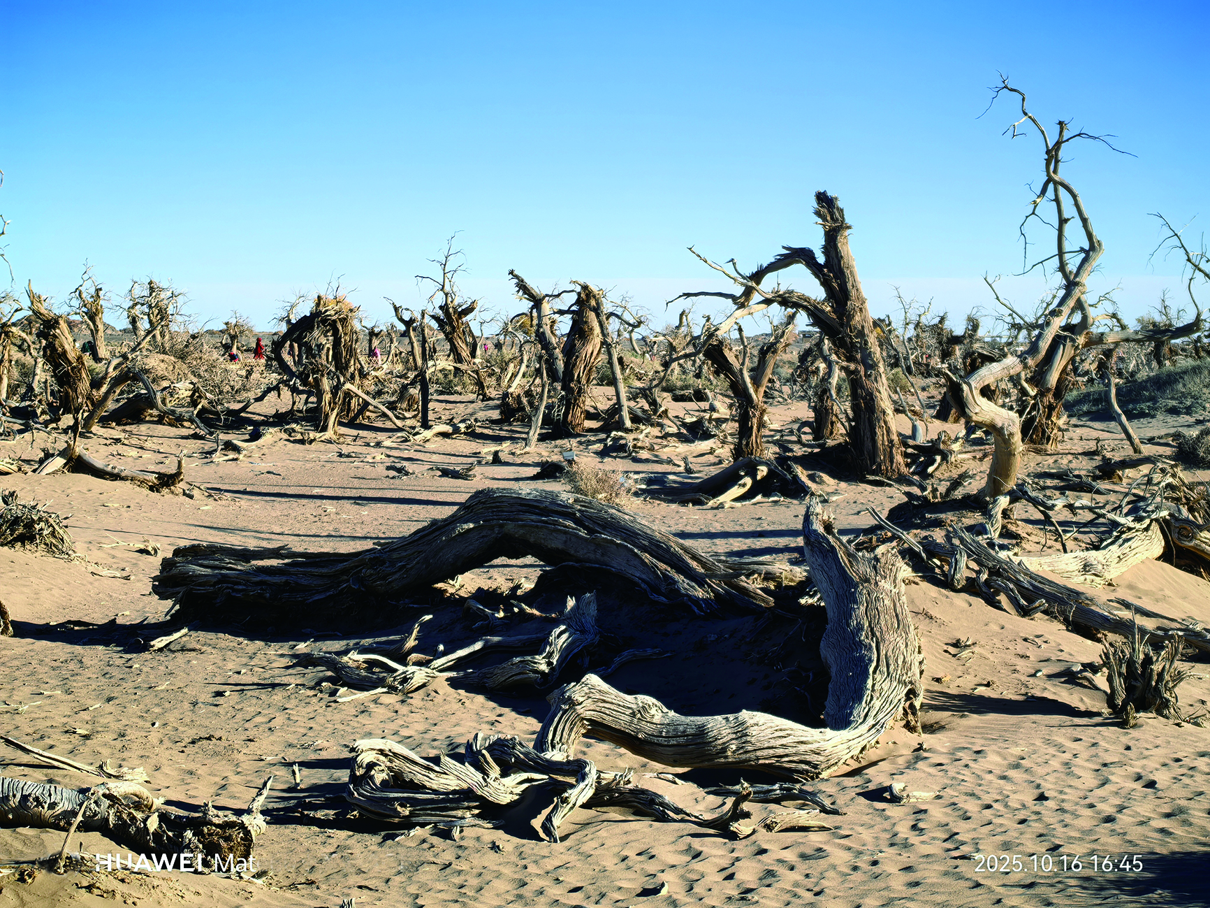     怪树林里的不朽胡杨。