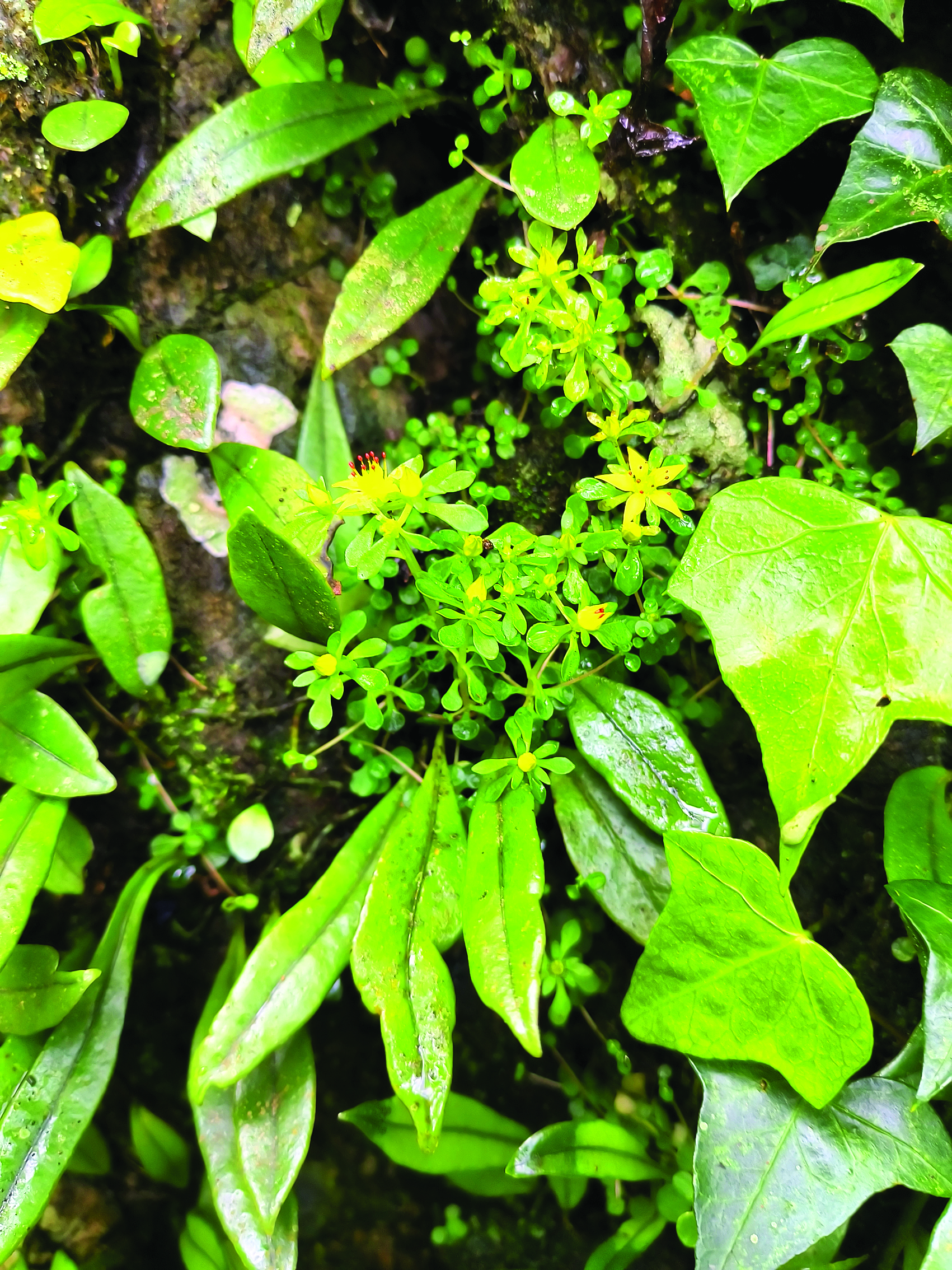     南昆山景天。    图片由南昆山省级自然保护区提供