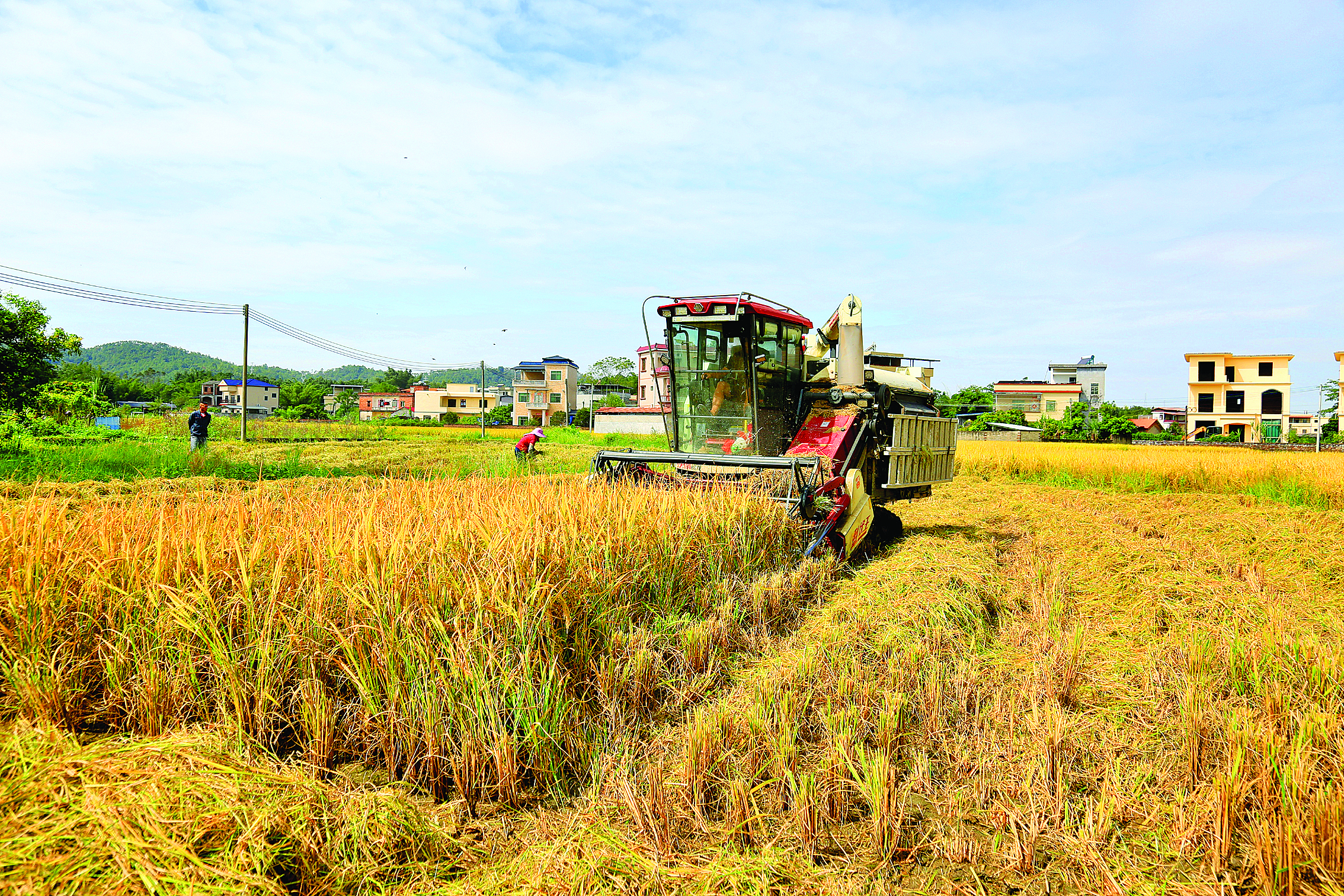     平陵街道黄沙村钟屋村民小组晚造水稻开割。 惠州日报记者黄宇翔 特约通讯员黄伟光 摄