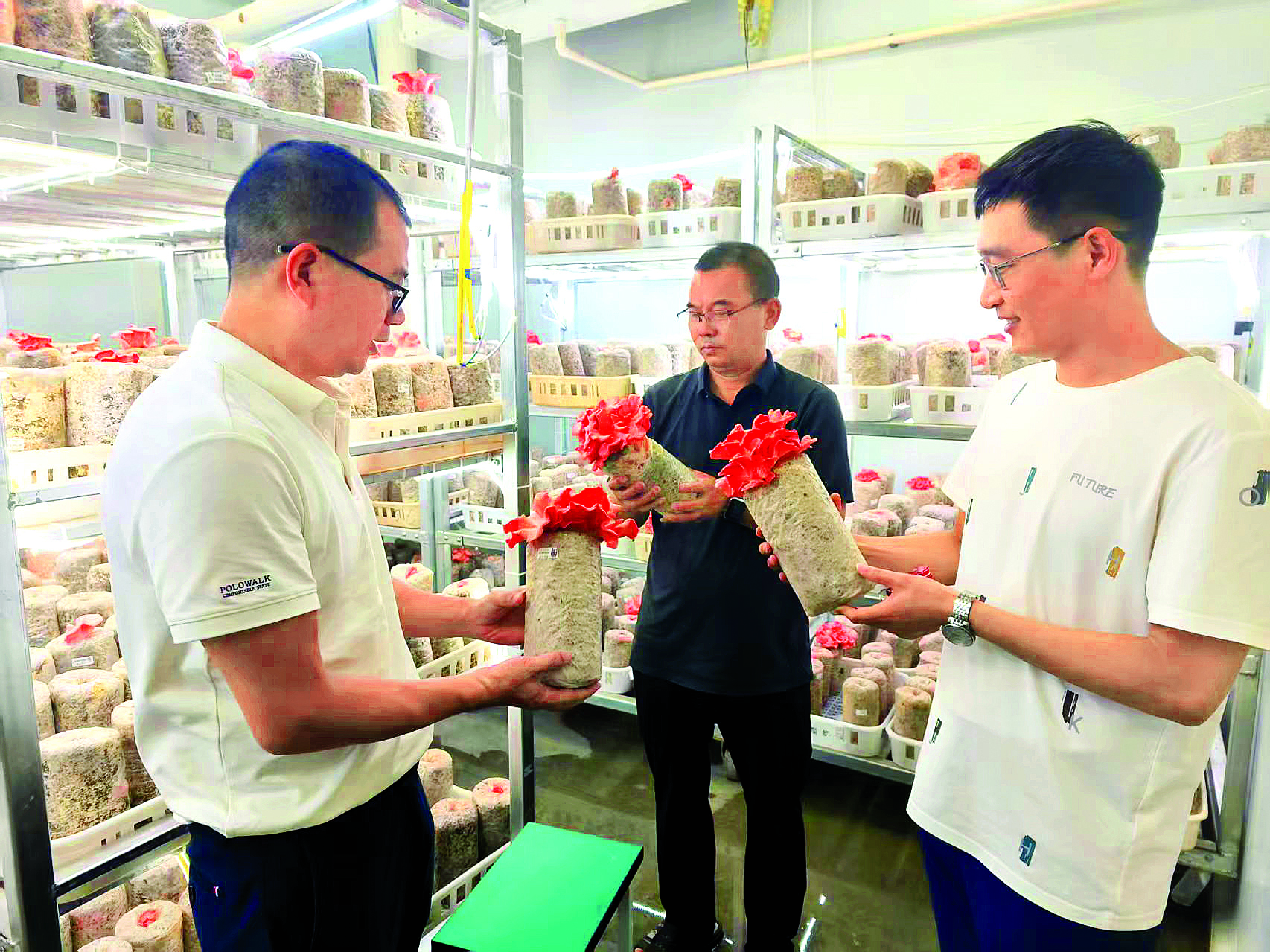     大亚湾霞涌上角村强村公司利用“棚上发电、棚下种菇”带动村民增收。    图片由上角村强村公司提供