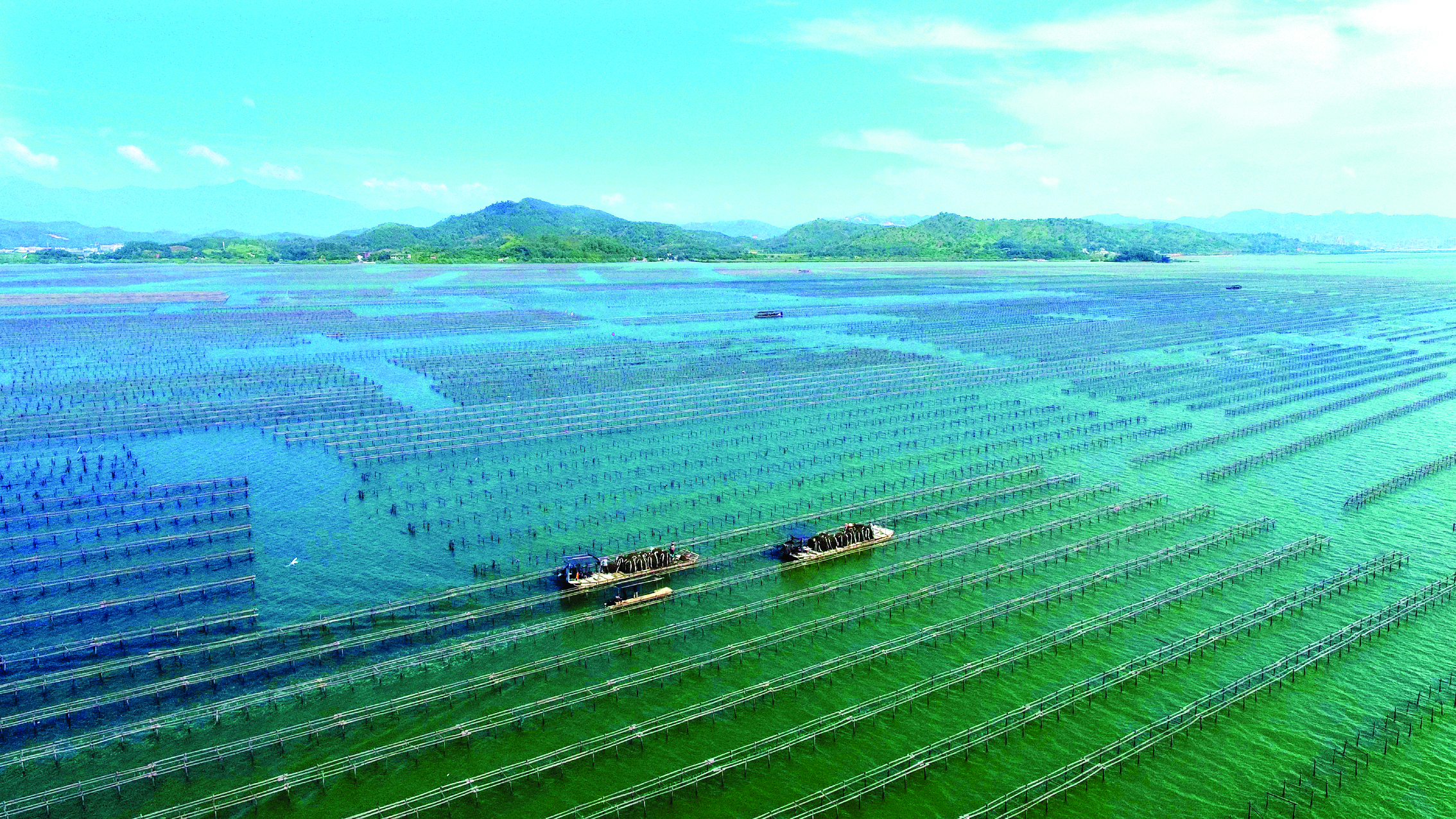     赤岸村村民出海收蚝。惠州日报记者杨建业 摄