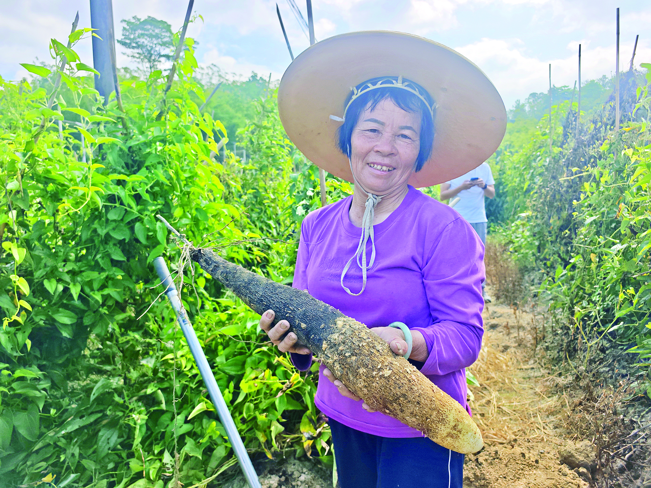     农户展示刚收获的糯米薯。   惠州日报记者卢泓宇 摄