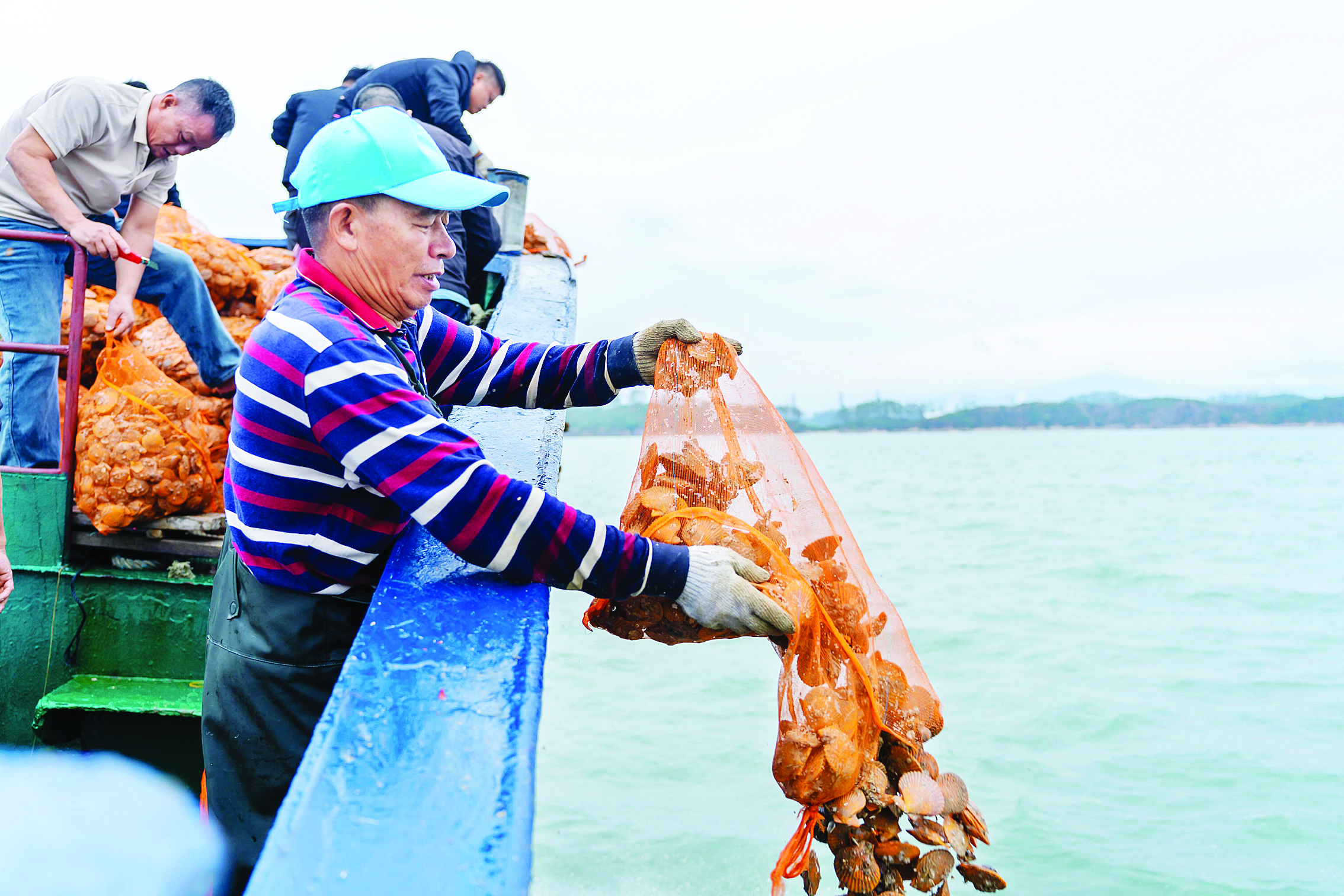     大量扇贝投放入海。惠州日报记者张宇琪 通讯员吴霖辉 摄