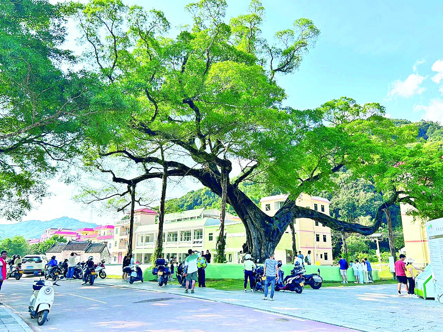     游客慕名打卡惠州218最美旅游公路。这是游客在千年古榕树下休憩拍照。惠州日报记者黄宇翔 通讯员龙融心 摄