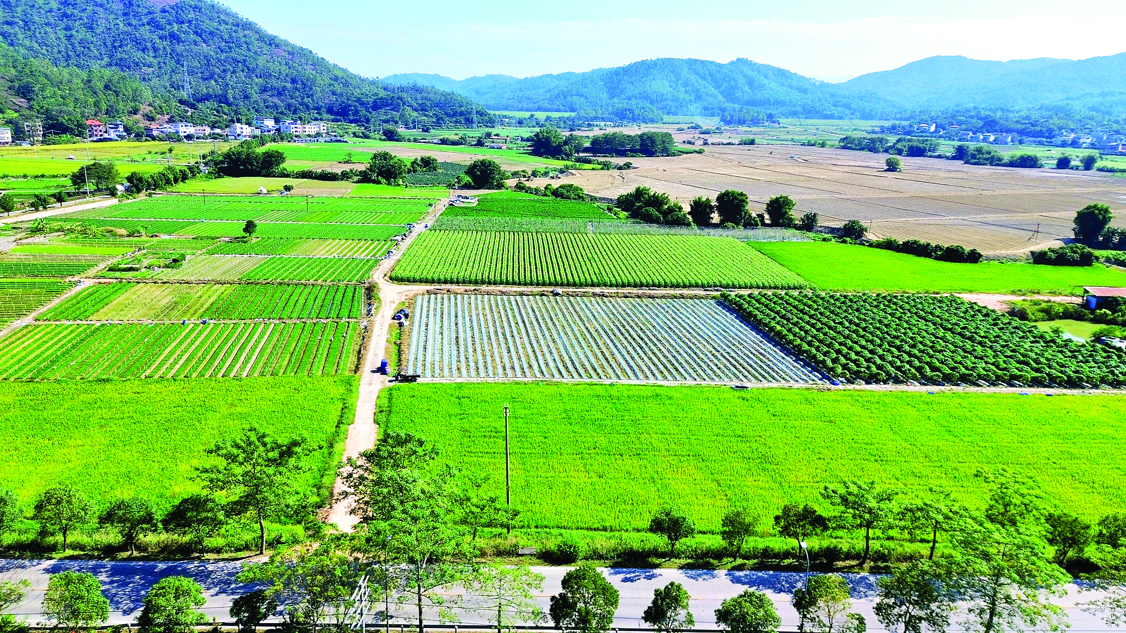     惠阳区的“乡村著名行动”为乡村振兴注入新活力。图为惠阳区永湖镇凤咀村。