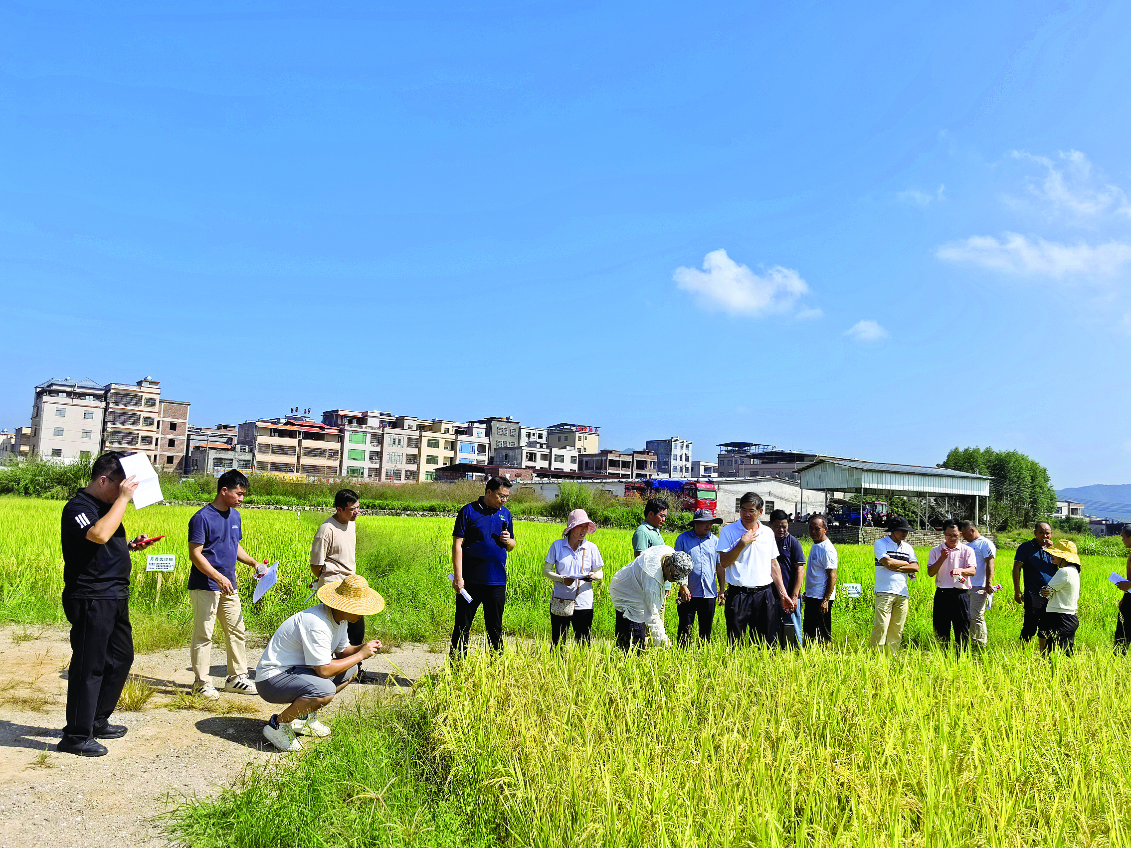     观摩人员深入田间地头探讨水稻产业高质量发展新路径。          惠州日报记者谢菁菁 通讯员张桂兴 赖丽娟 摄