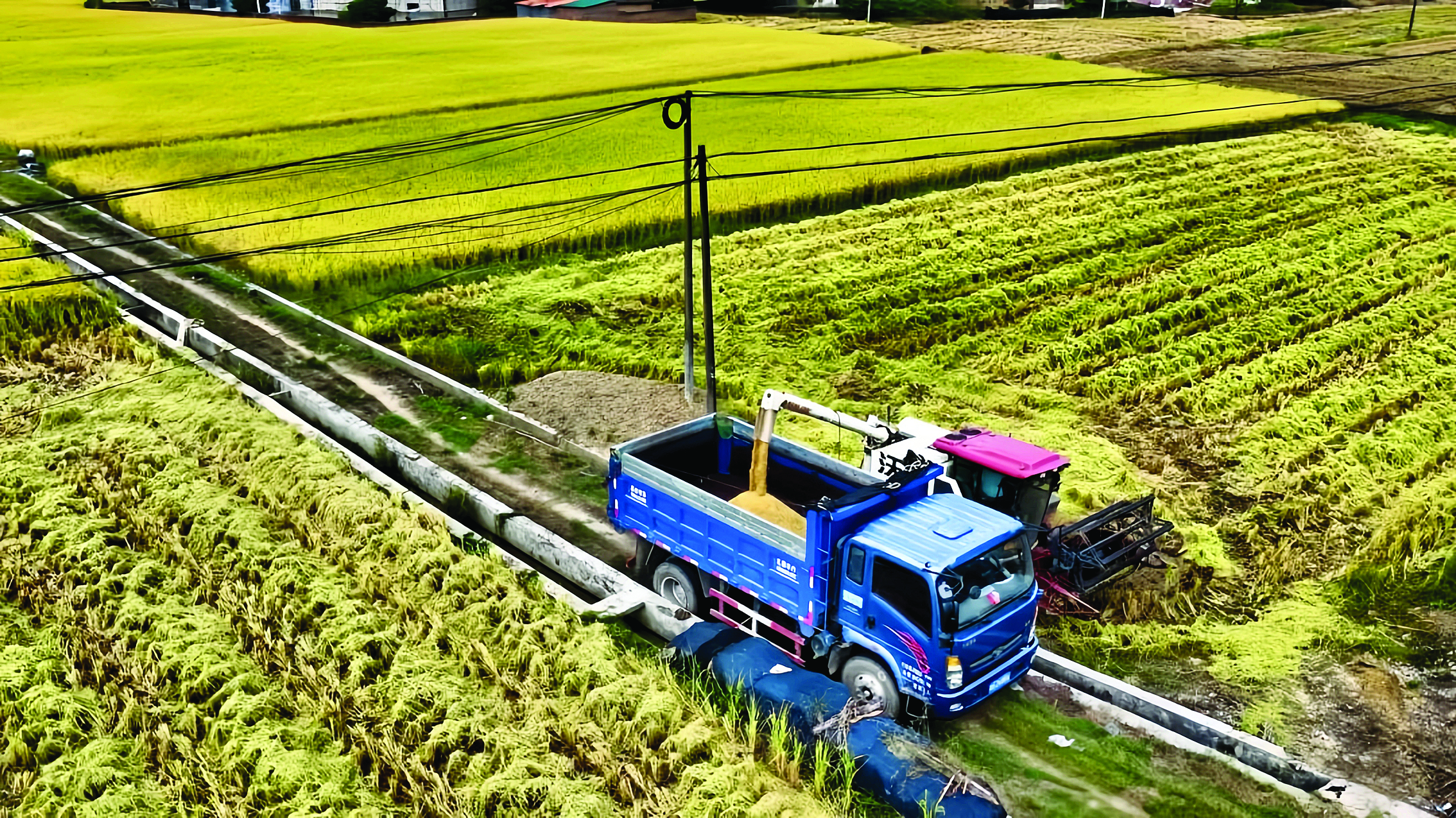     机械化大幅提升水稻收割效率。  惠州日报记者黄宇翔 通讯员龙融心 摄