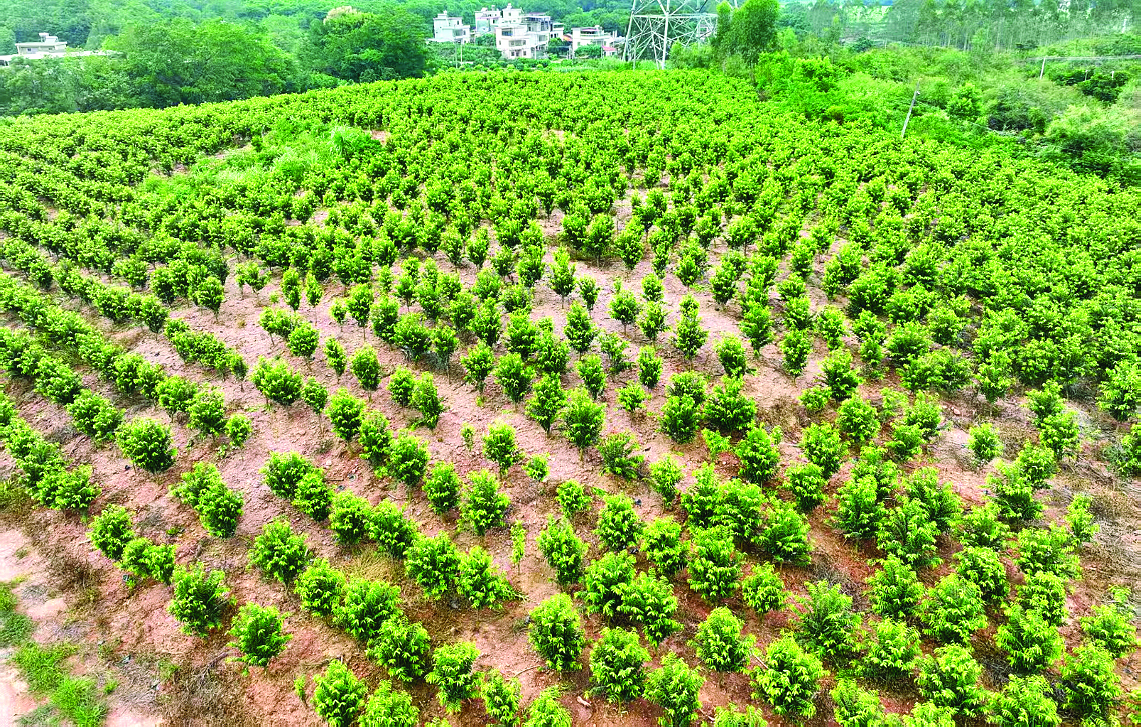     杨侨镇小坑办事处种植的奇楠沉香。杨侨镇供图