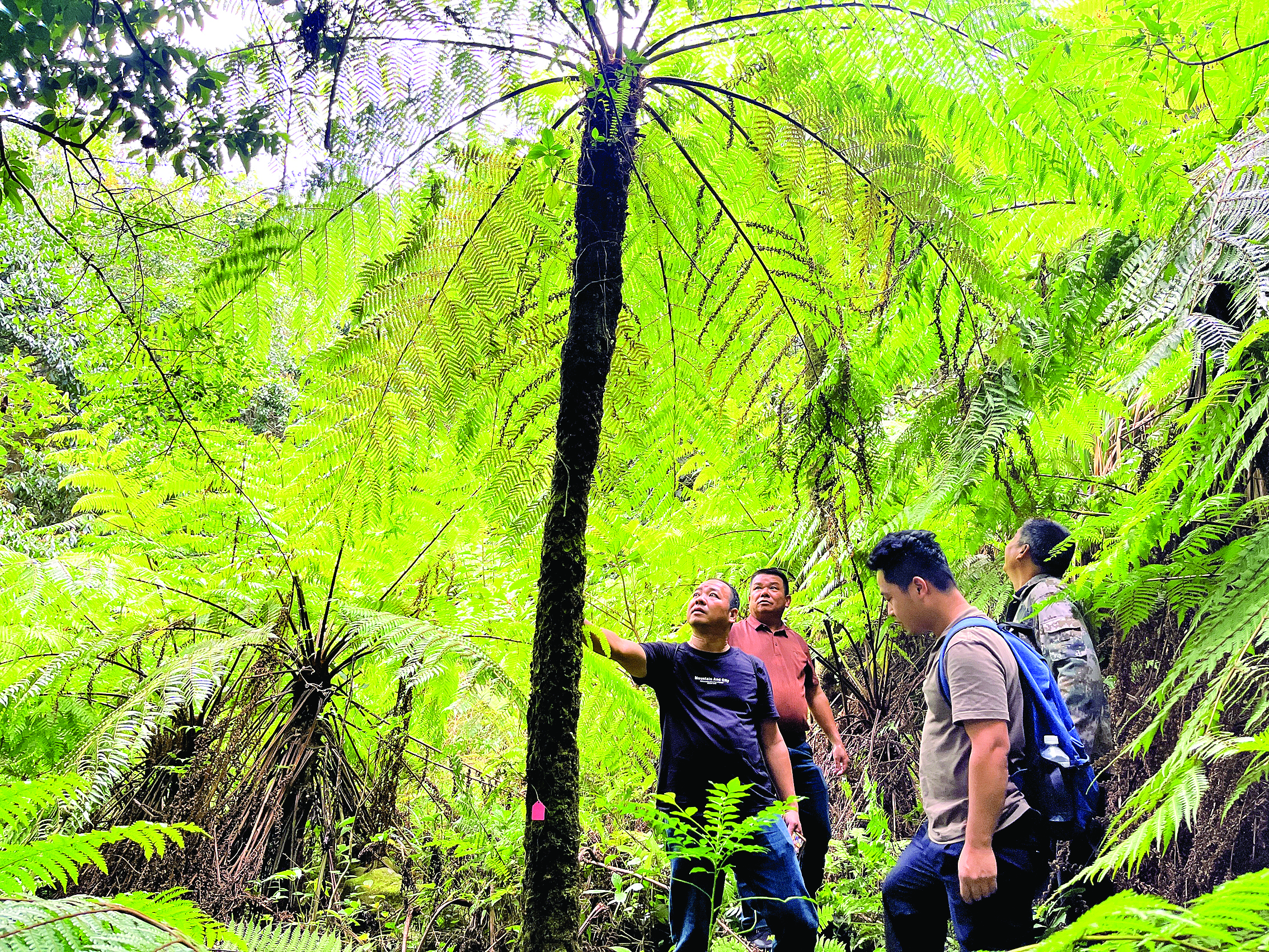     保护区工作人员测定发现的黑桫椤。