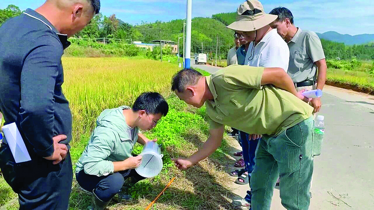     农技人员指导农户科学布设诱捕器。    惠州日报记者蔡伟健 通讯员蔡金容 李海澄 摄