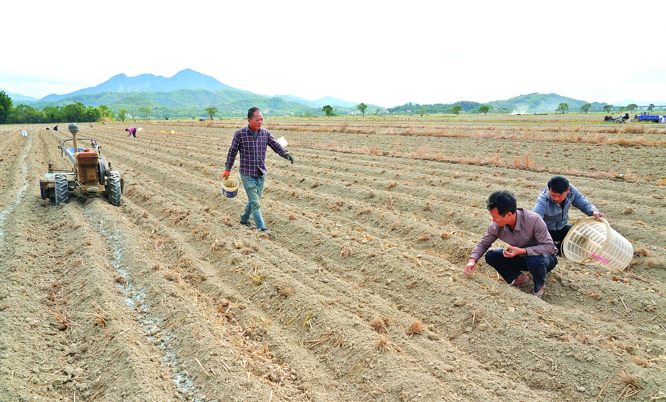     惠东县稔山镇竹园村的农田里，农户在冬种。惠州日报记者朱金赞 摄