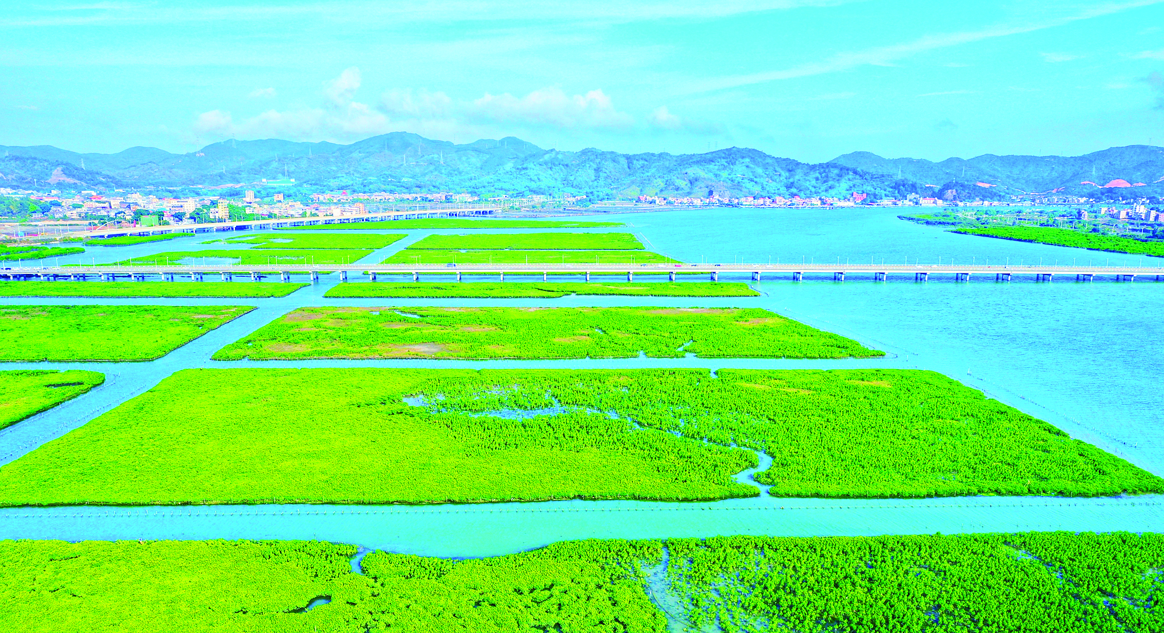     惠东县盐洲岛考洲洋万亩级红树林示范区。惠州东江图片社供图