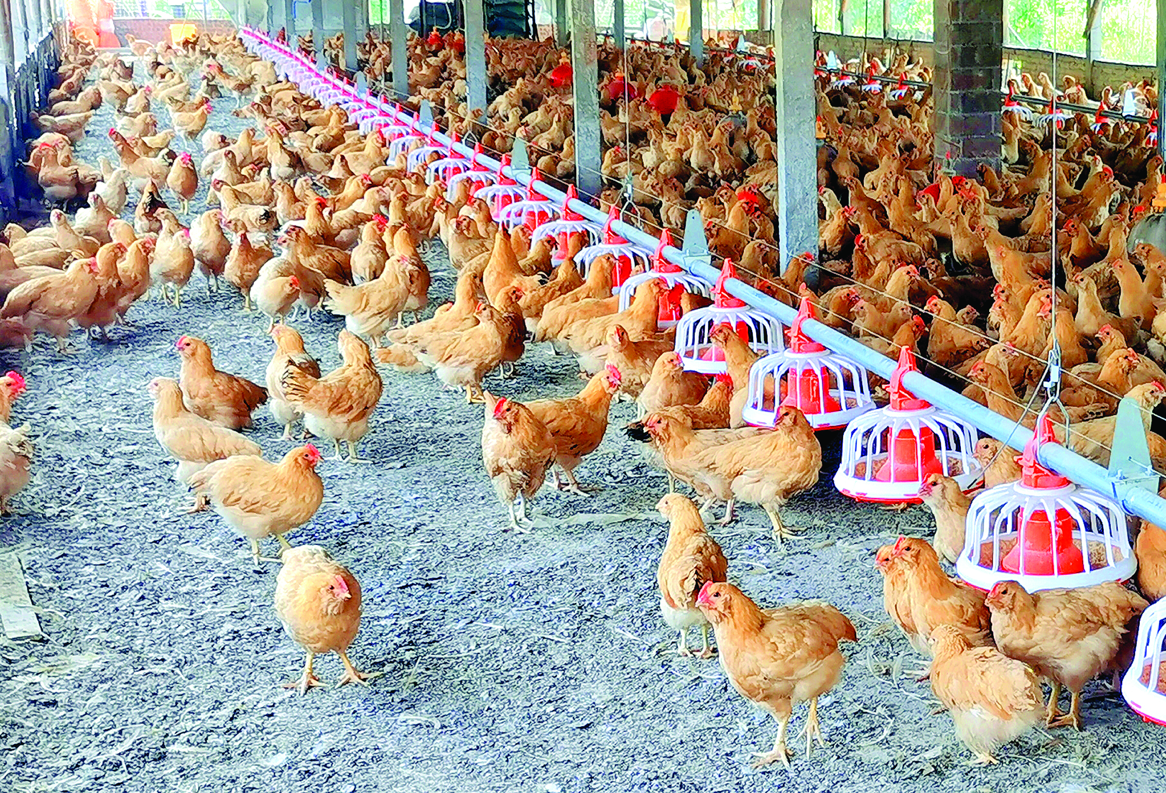     省农科院将重点围绕三黄胡须鸡等代表产业牵引更多资源要素聚集。