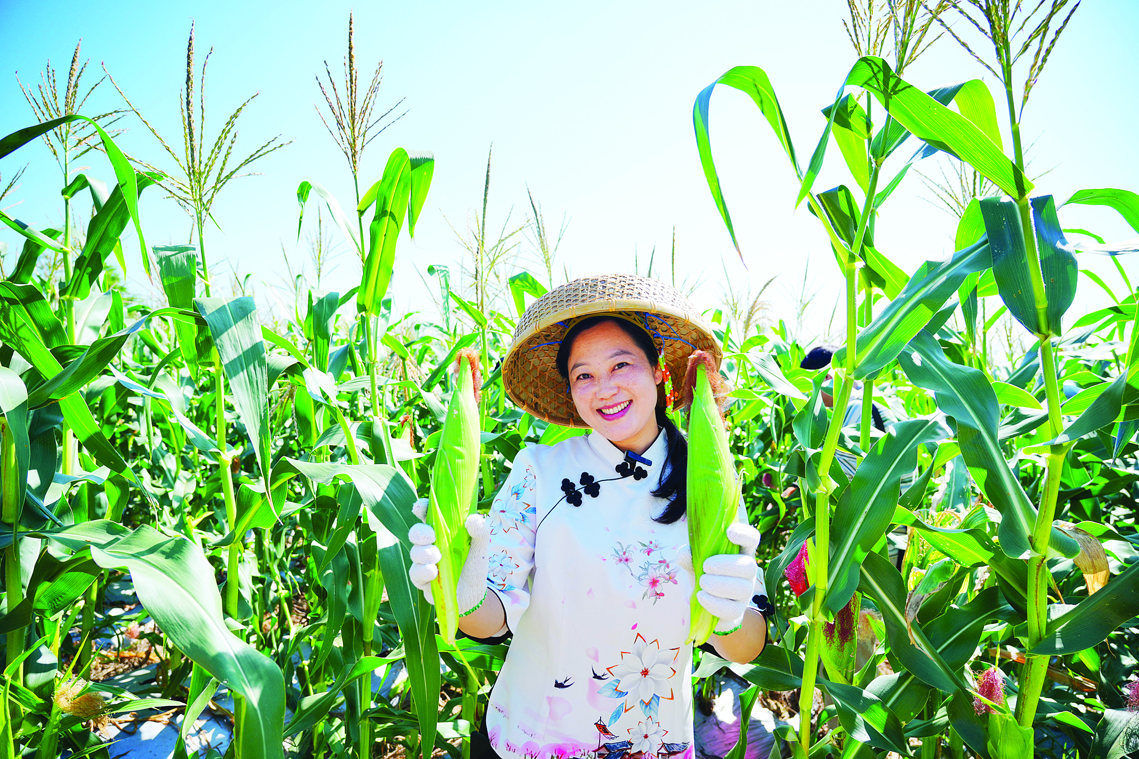     文旅达人体验玉米采摘。惠州日报记者周楠 摄